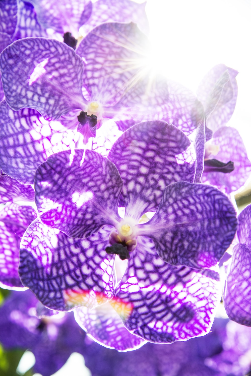 Purple Orchids Wallpapers