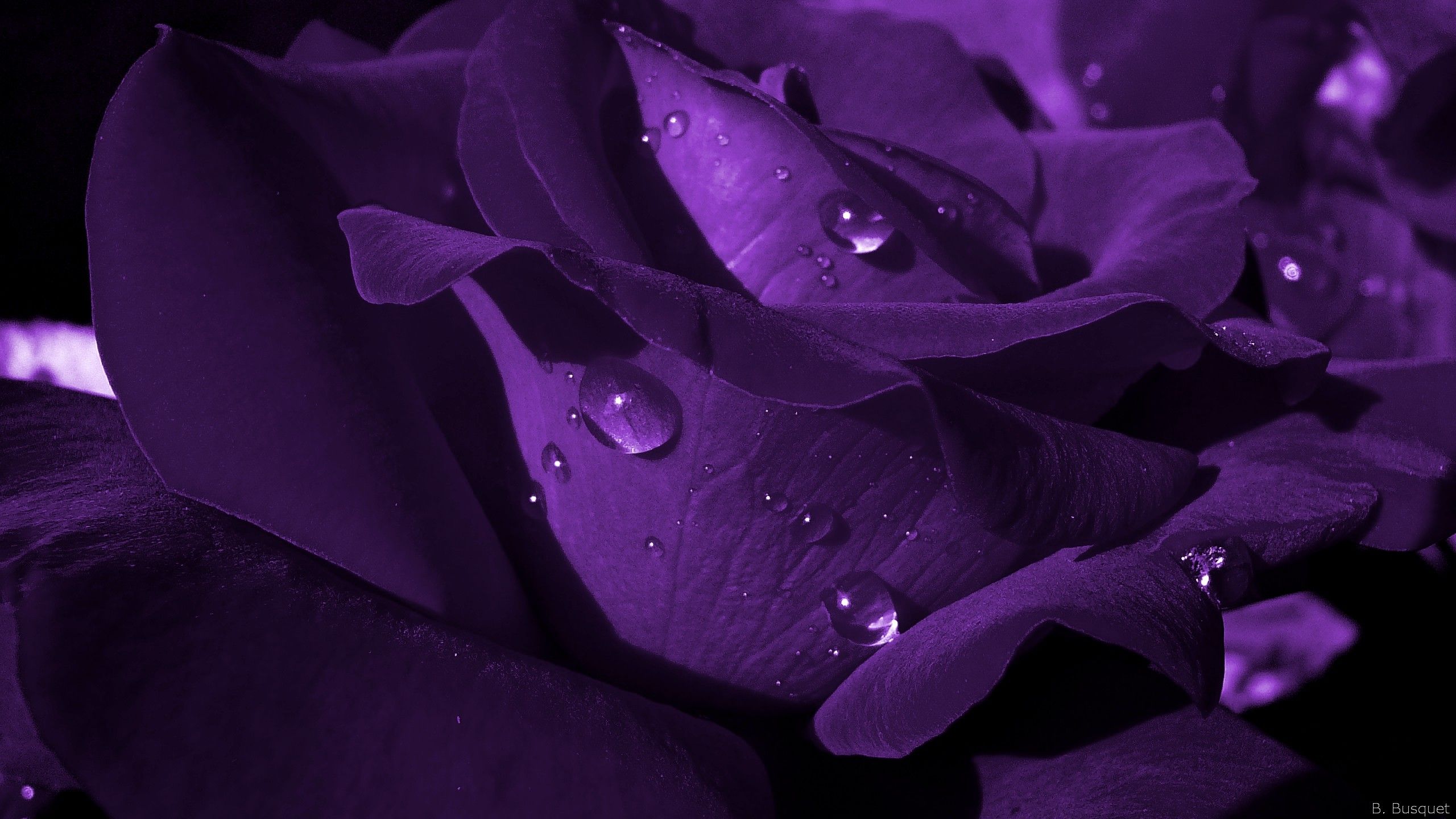 Purple Rose Wallpapers