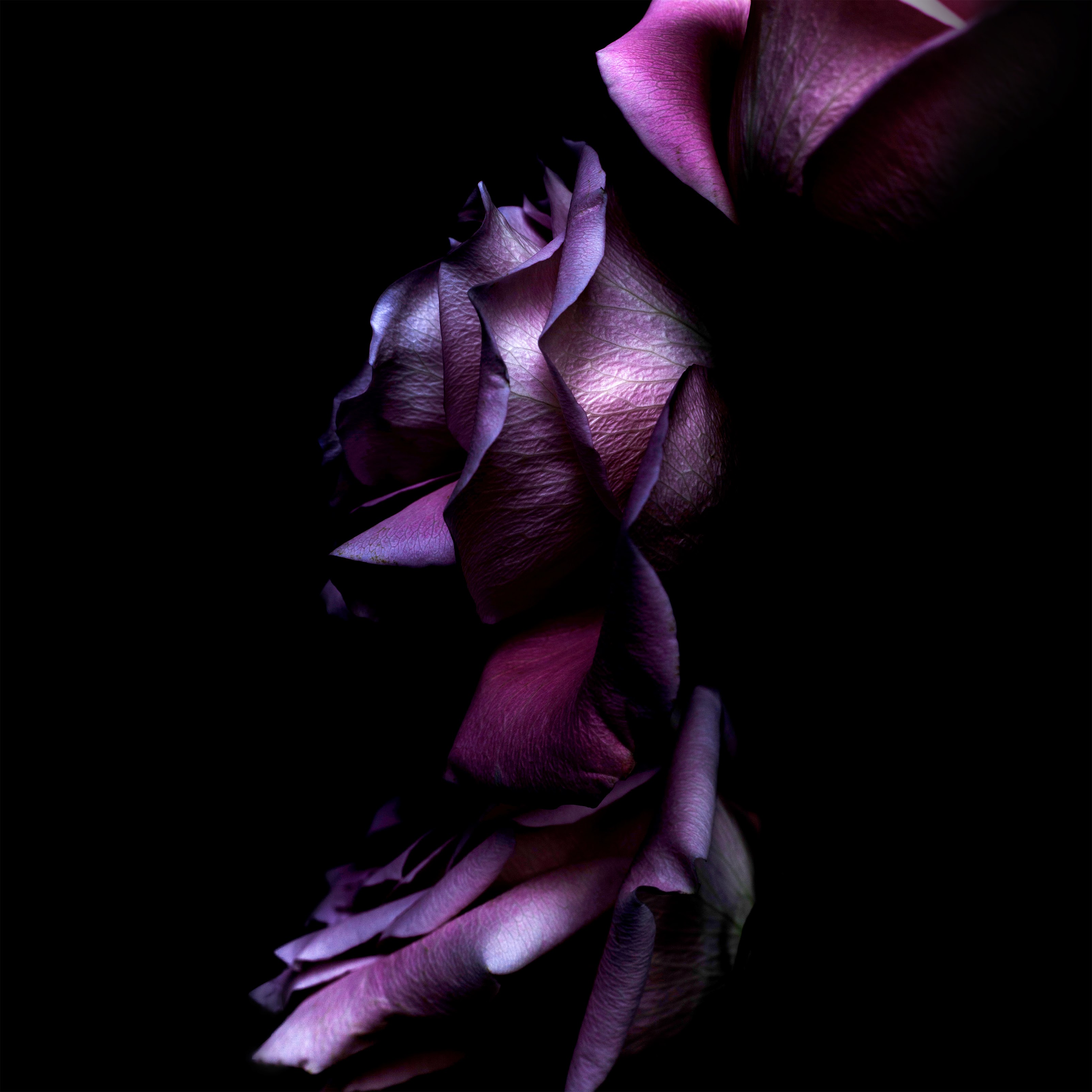 Purple Rose Wallpapers