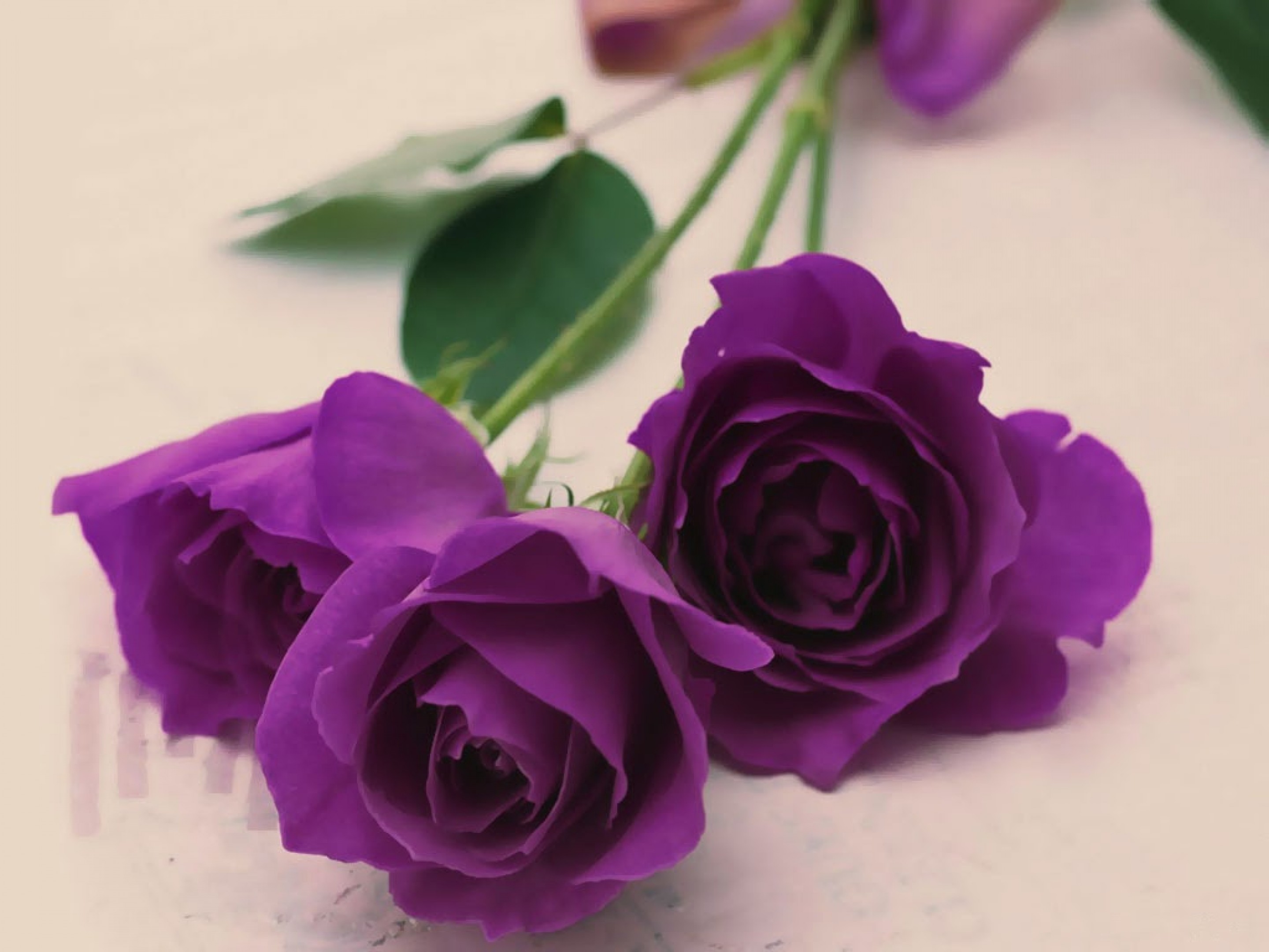 Purple Rose Wallpapers