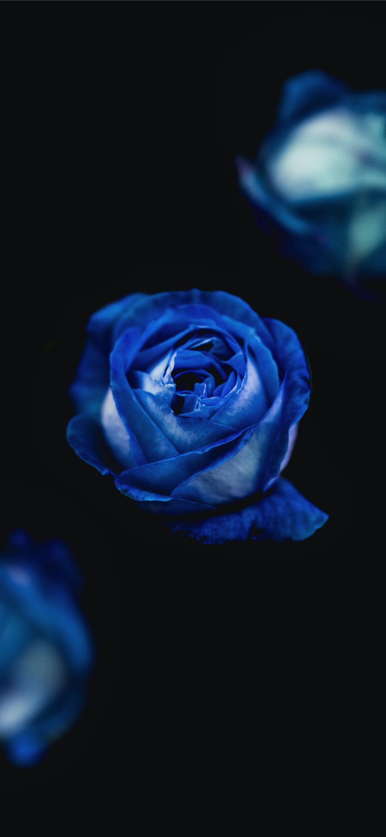 Purple Rose Wallpapers