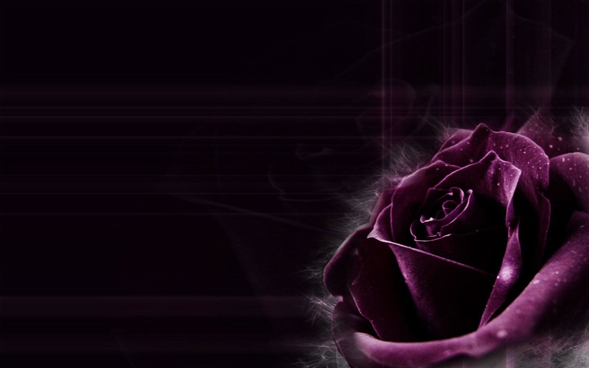 Purple Rose Wallpapers