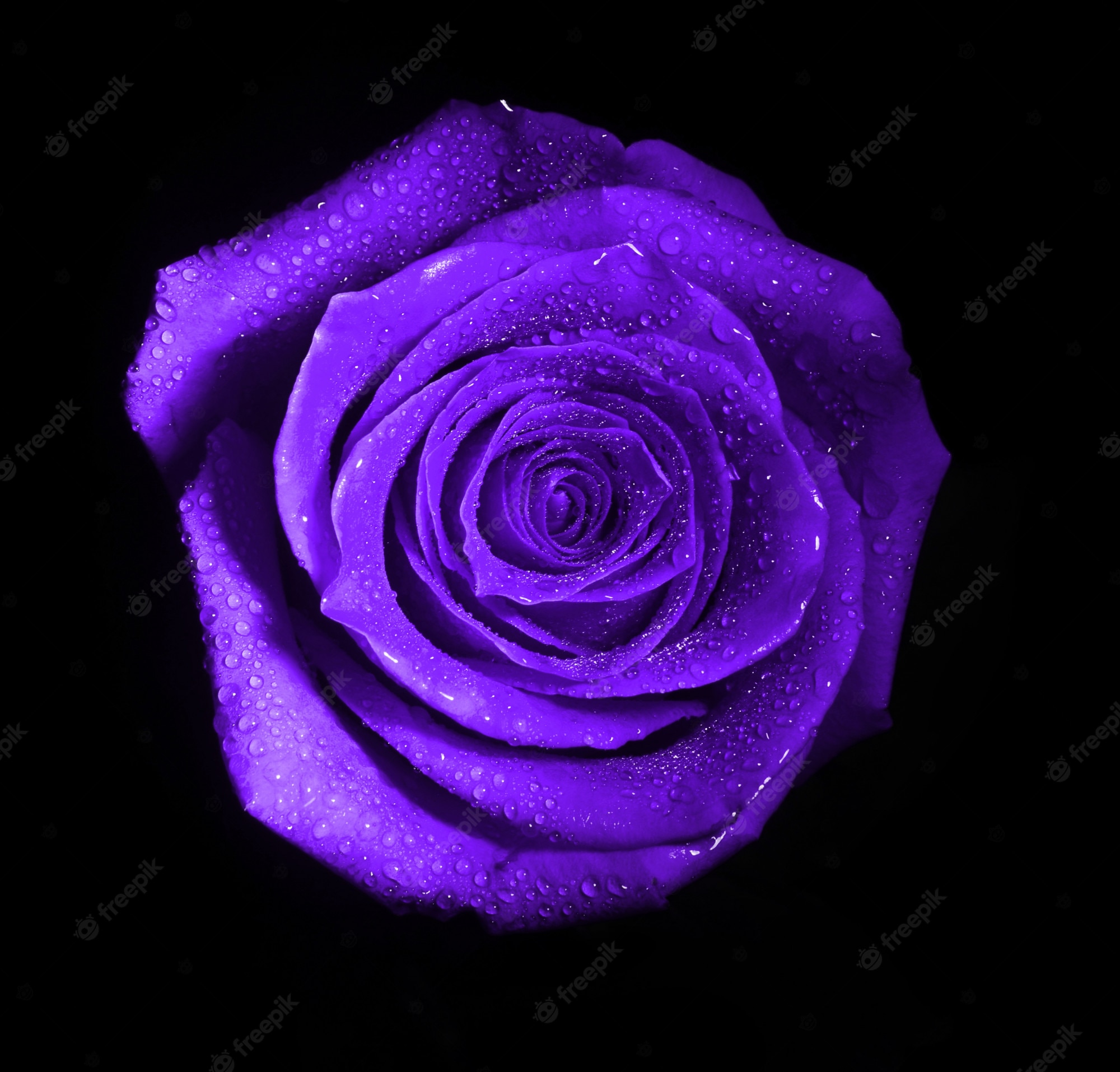 Purple Rose Wallpapers