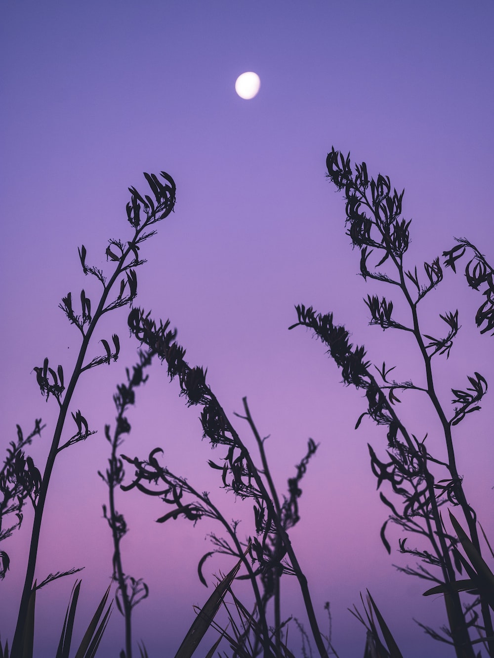 Purple Sunset Wallpapers