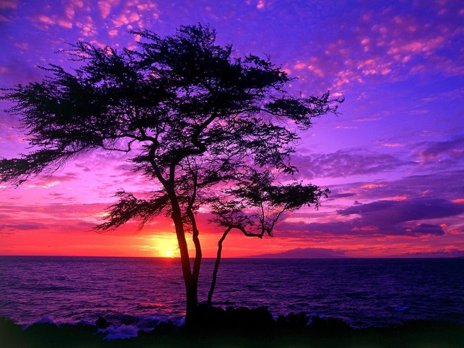 Purple Sunset Wallpapers
