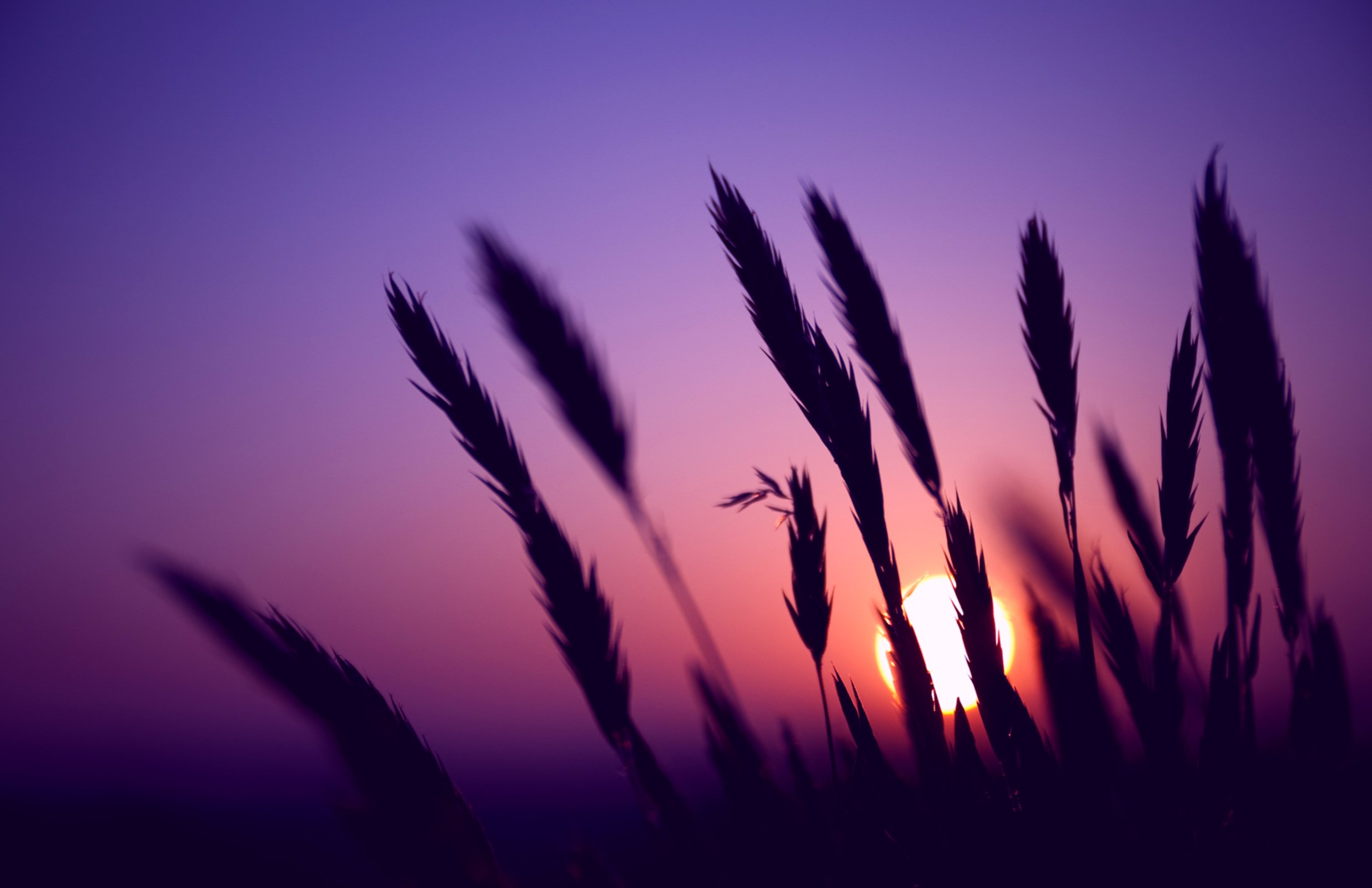 Purple Sunset Wallpapers