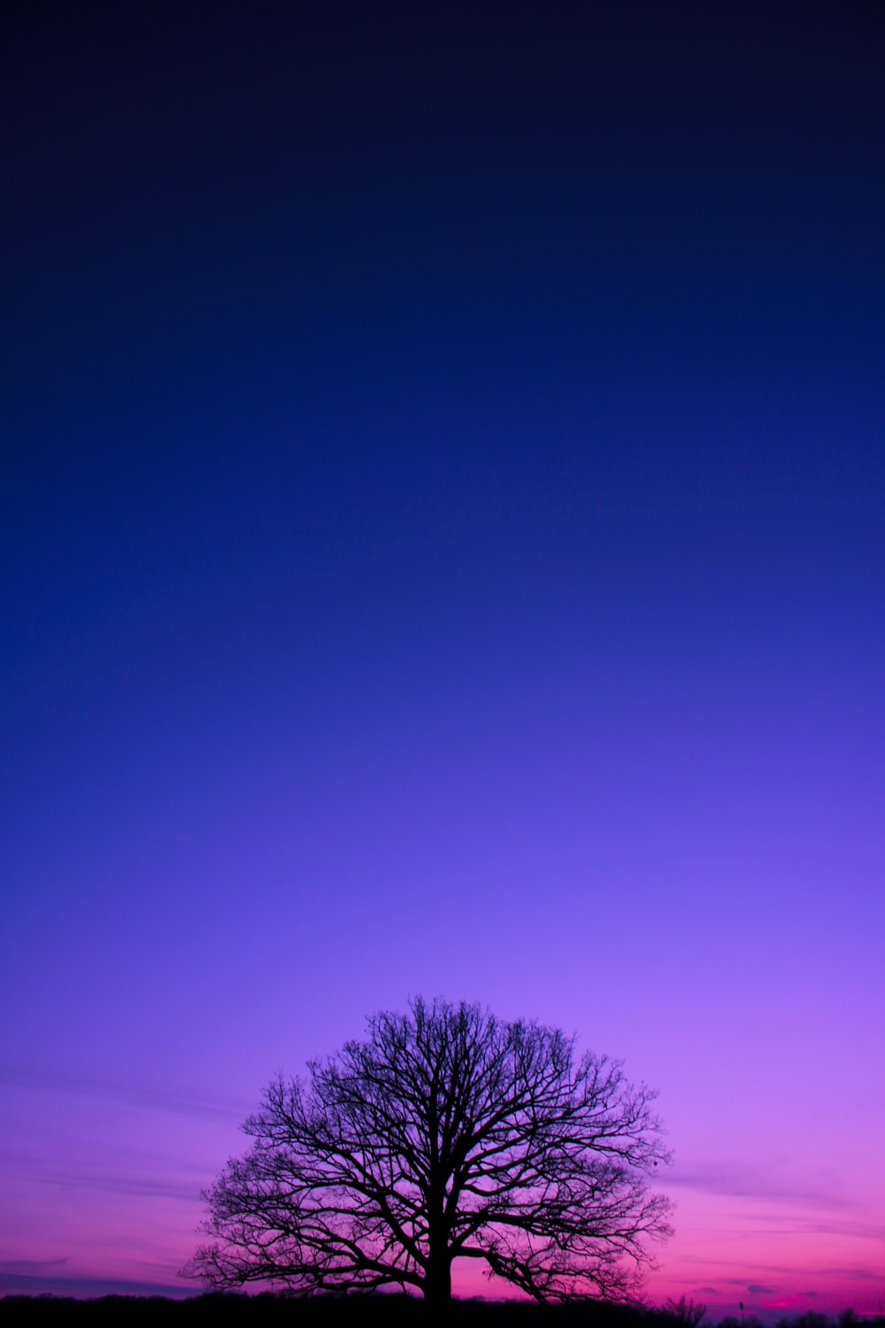 Purple Tree Wallpapers