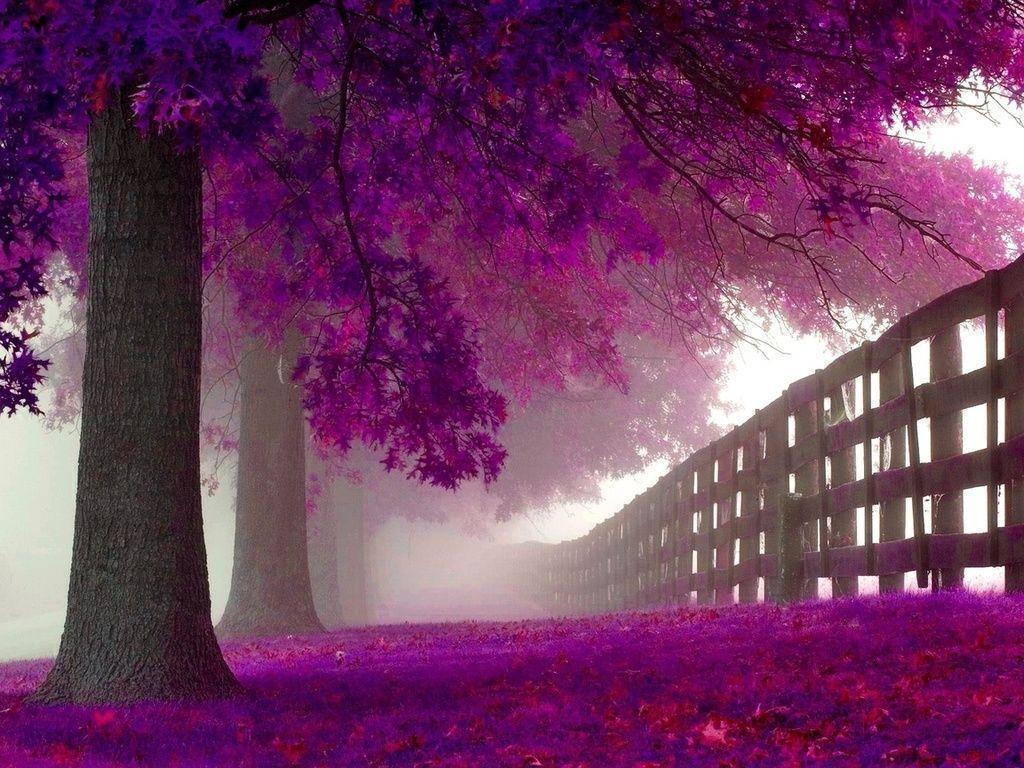 Purple Tree Wallpapers