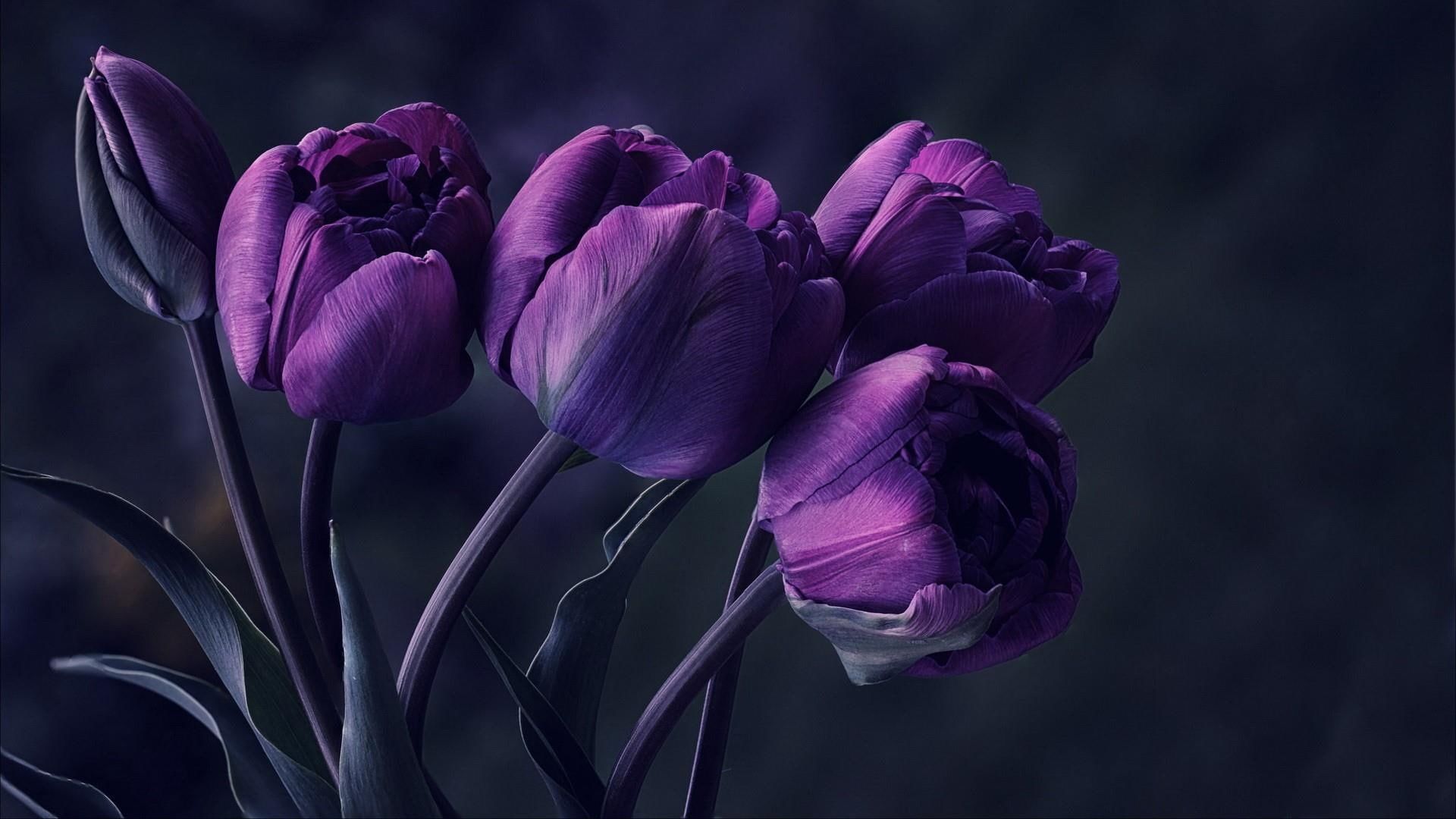 Purple Tulips Wallpapers