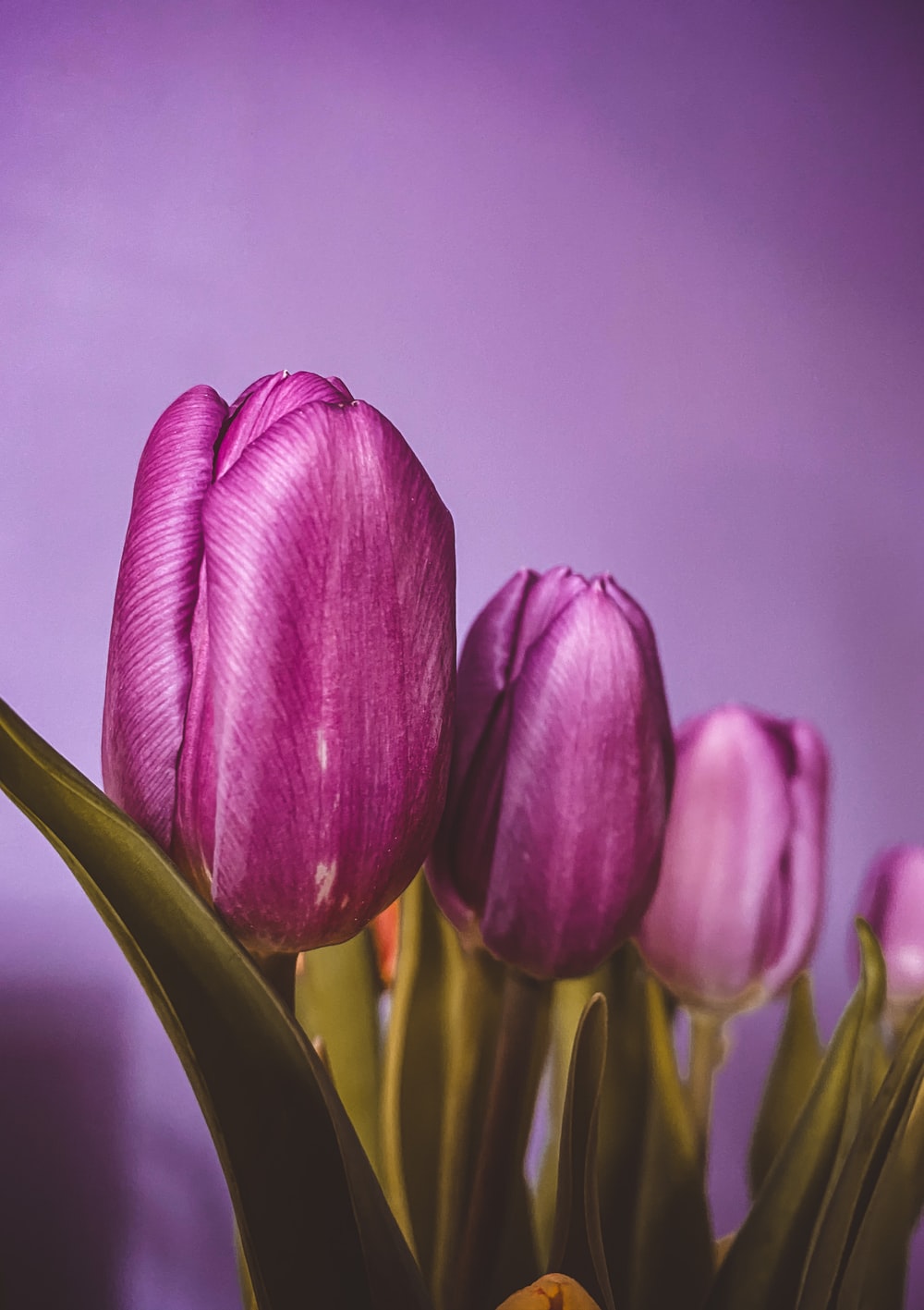 Purple Tulips Wallpapers