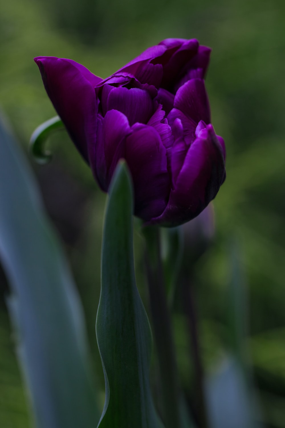 Purple Tulips Wallpapers