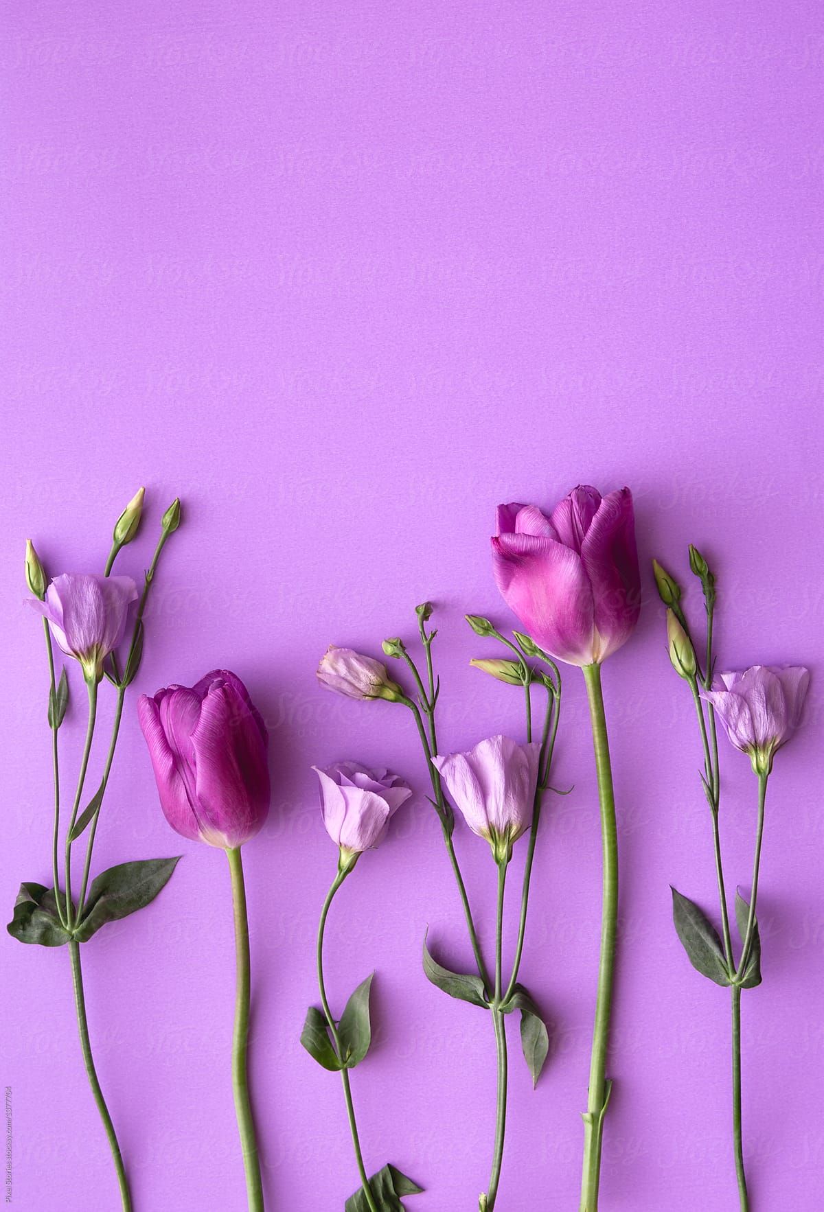 Purple Tulips Wallpapers