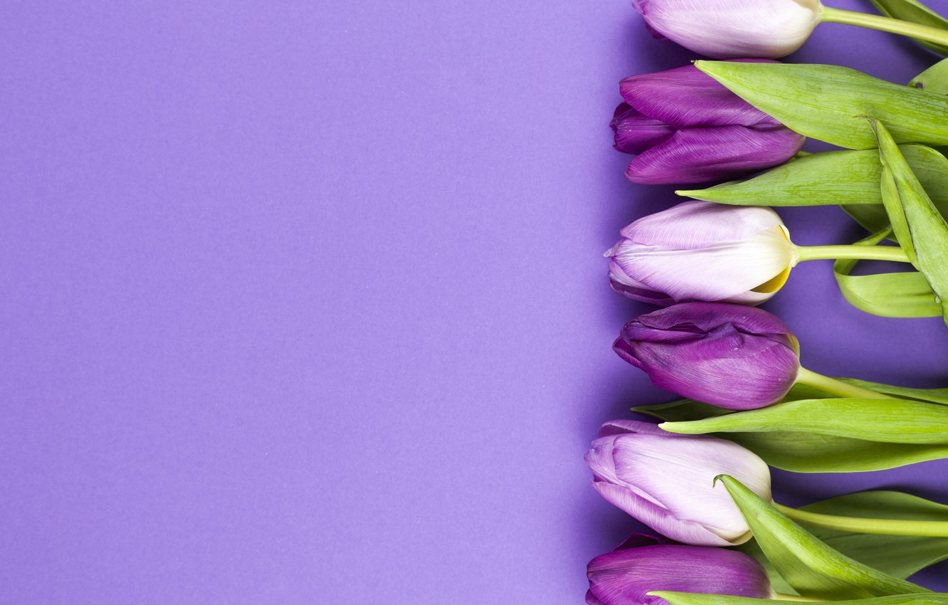 Purple Tulips Wallpapers