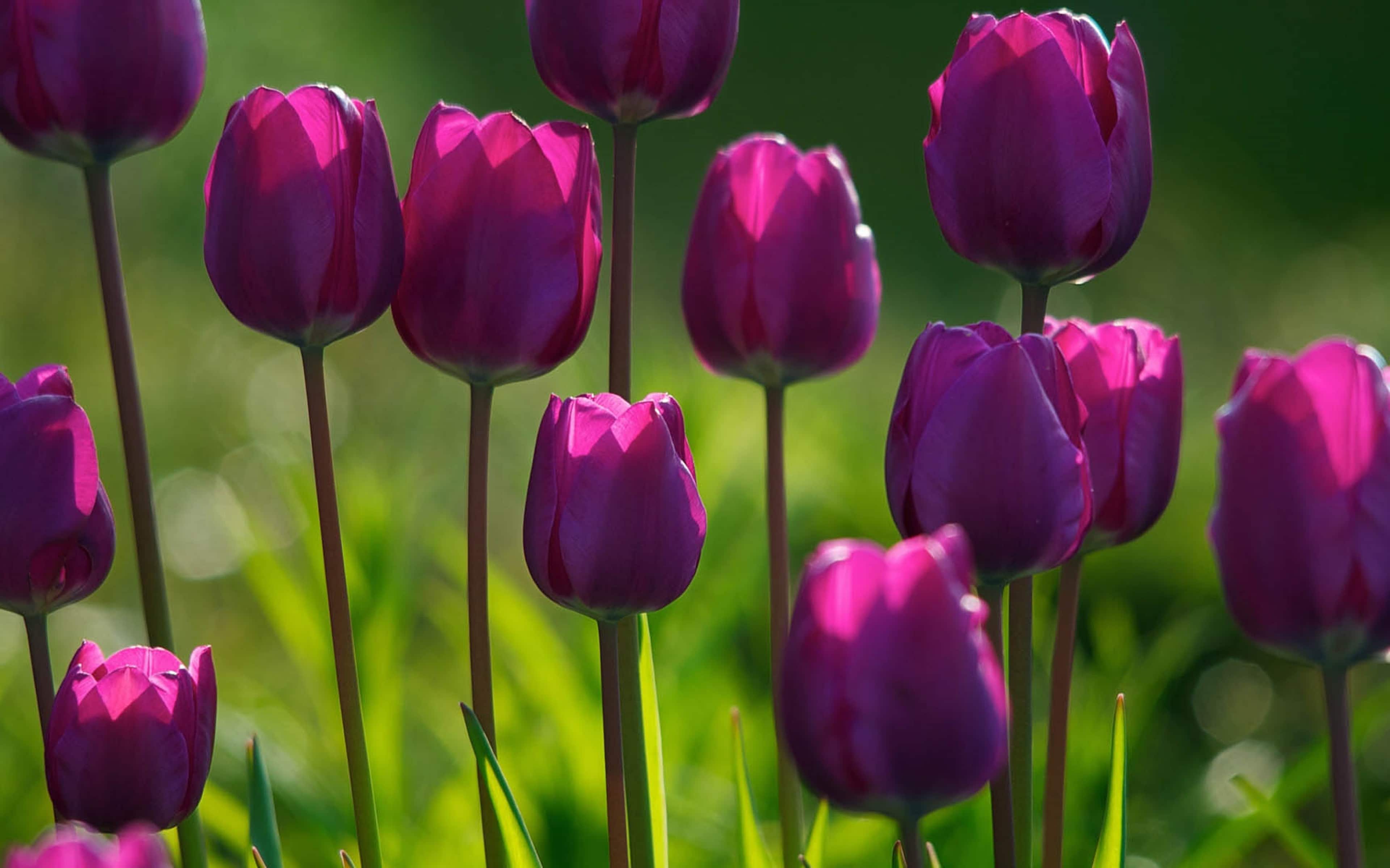 Purple Tulips Wallpapers