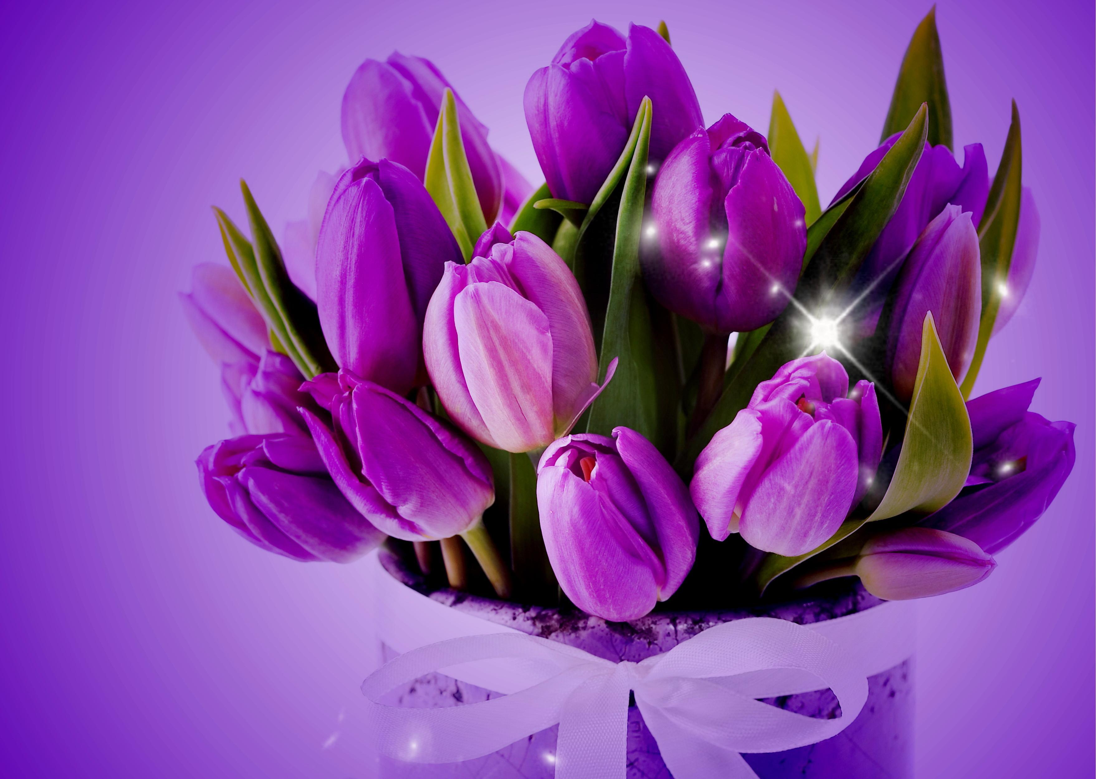 Purple Tulips Wallpapers