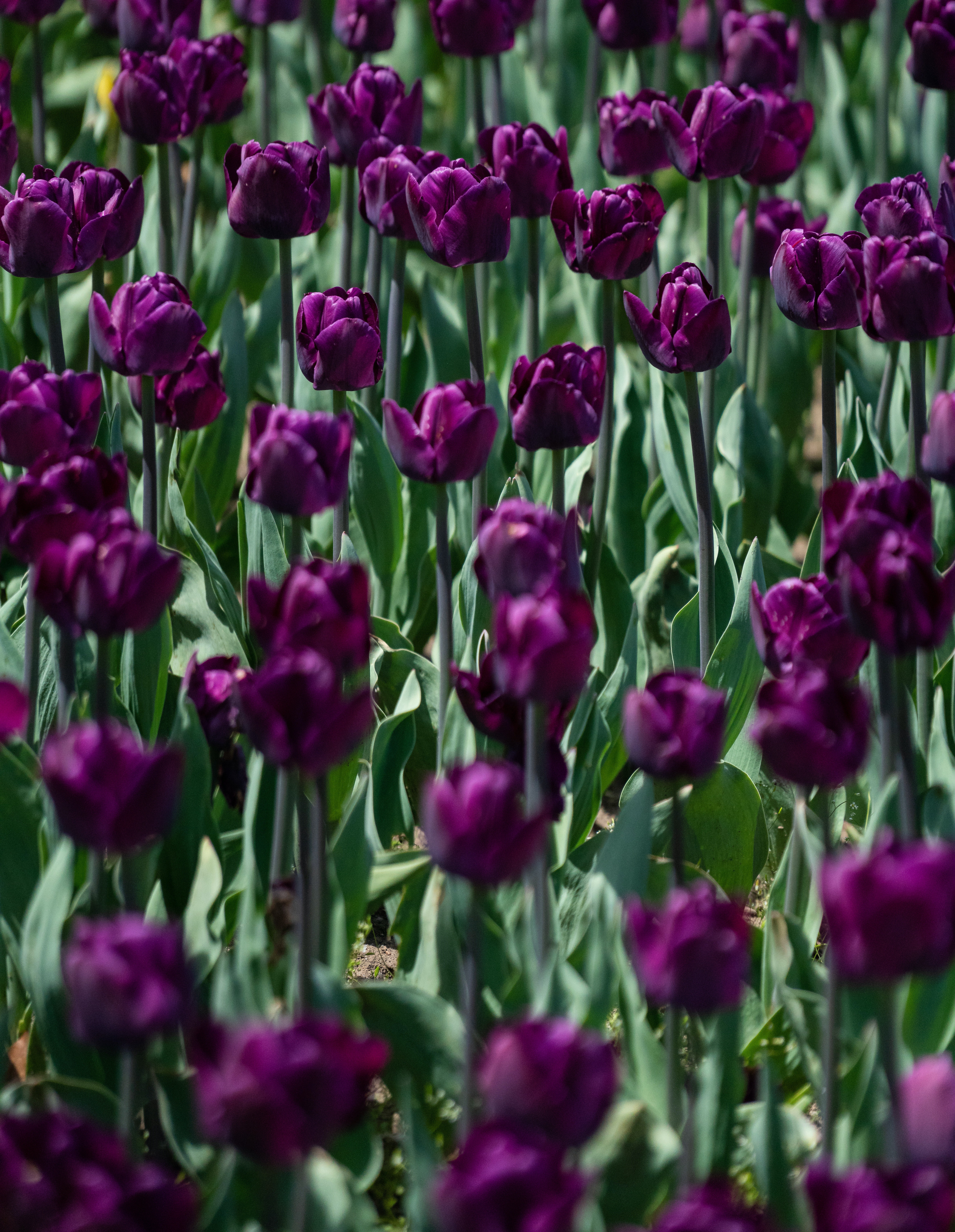 Purple Tulips Wallpapers