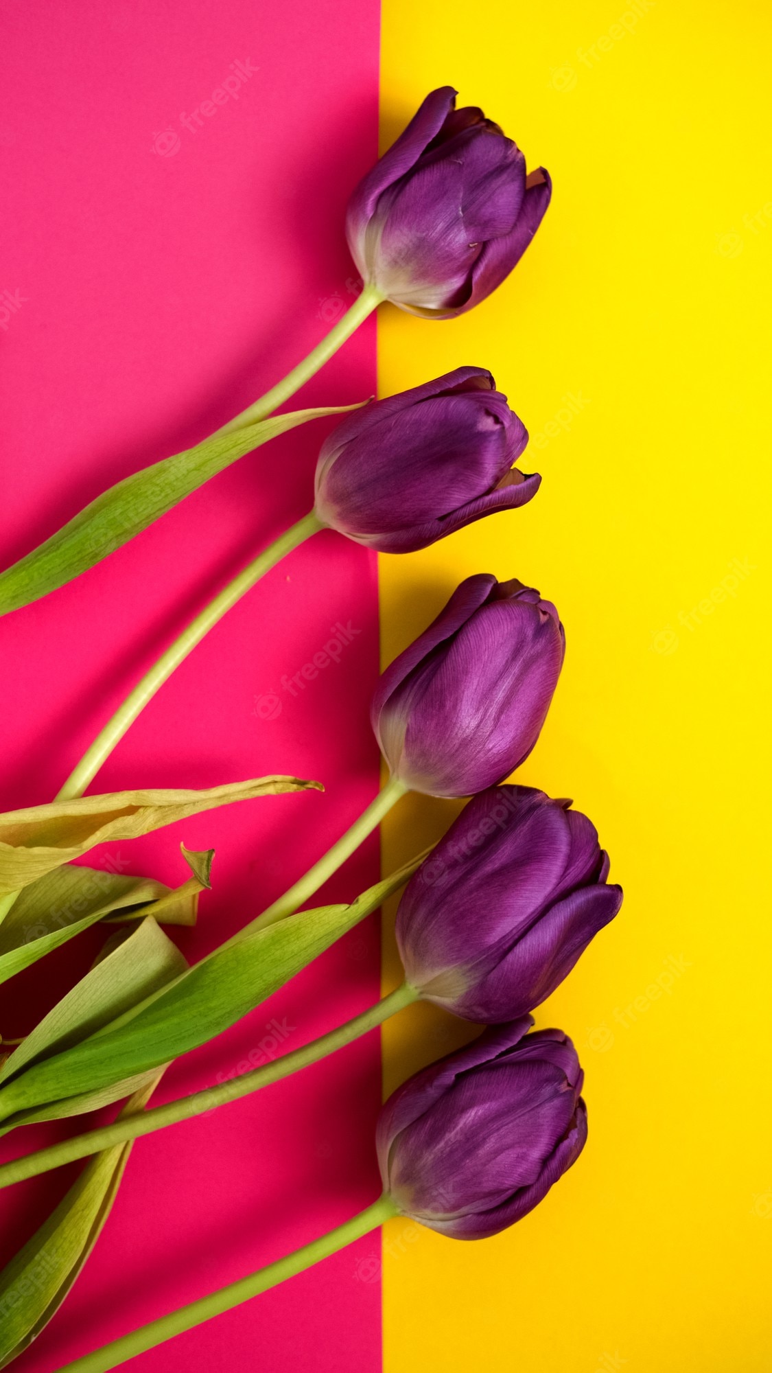 Purple Tulips Wallpapers