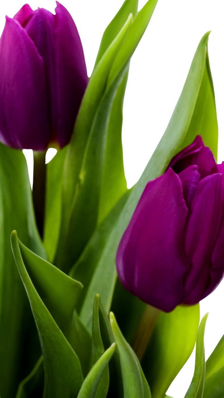 Purple Tulips Wallpapers