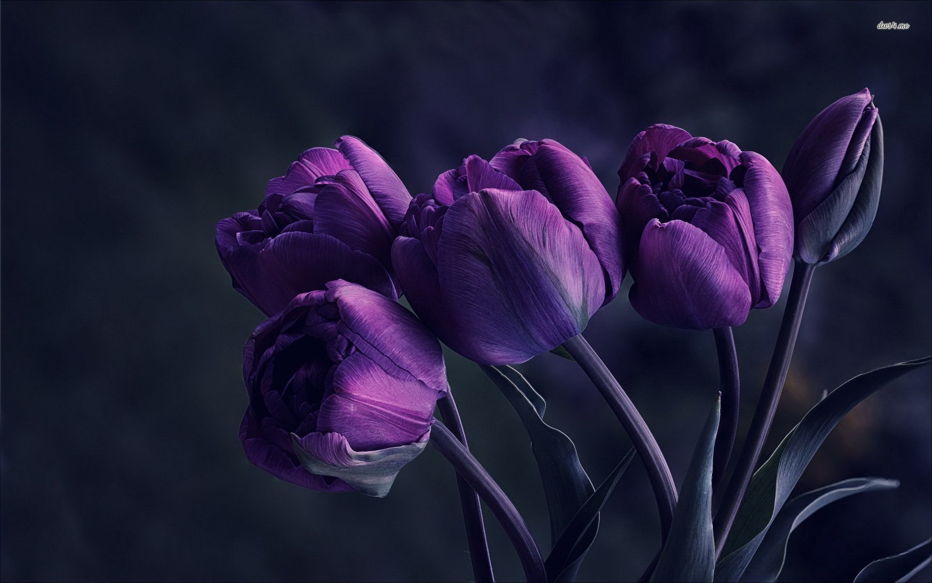 Purple Tulips Wallpapers