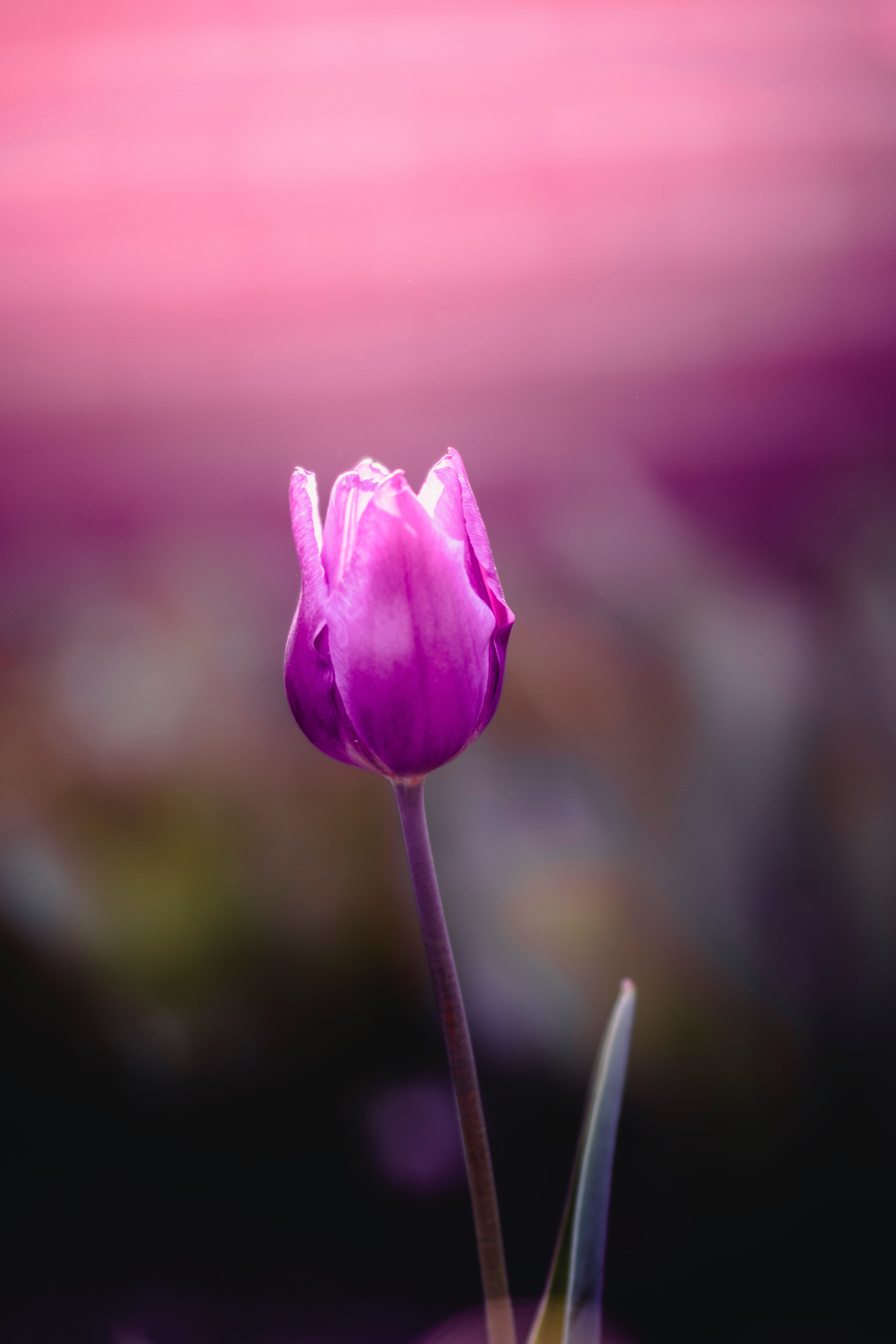 Purple Tulips Wallpapers