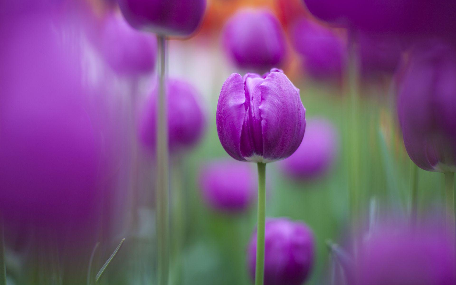 Purple Tulips Wallpapers