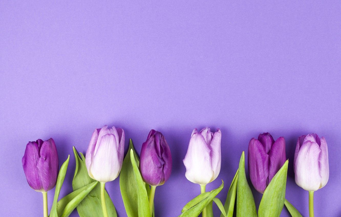 Purple Tulips Wallpapers