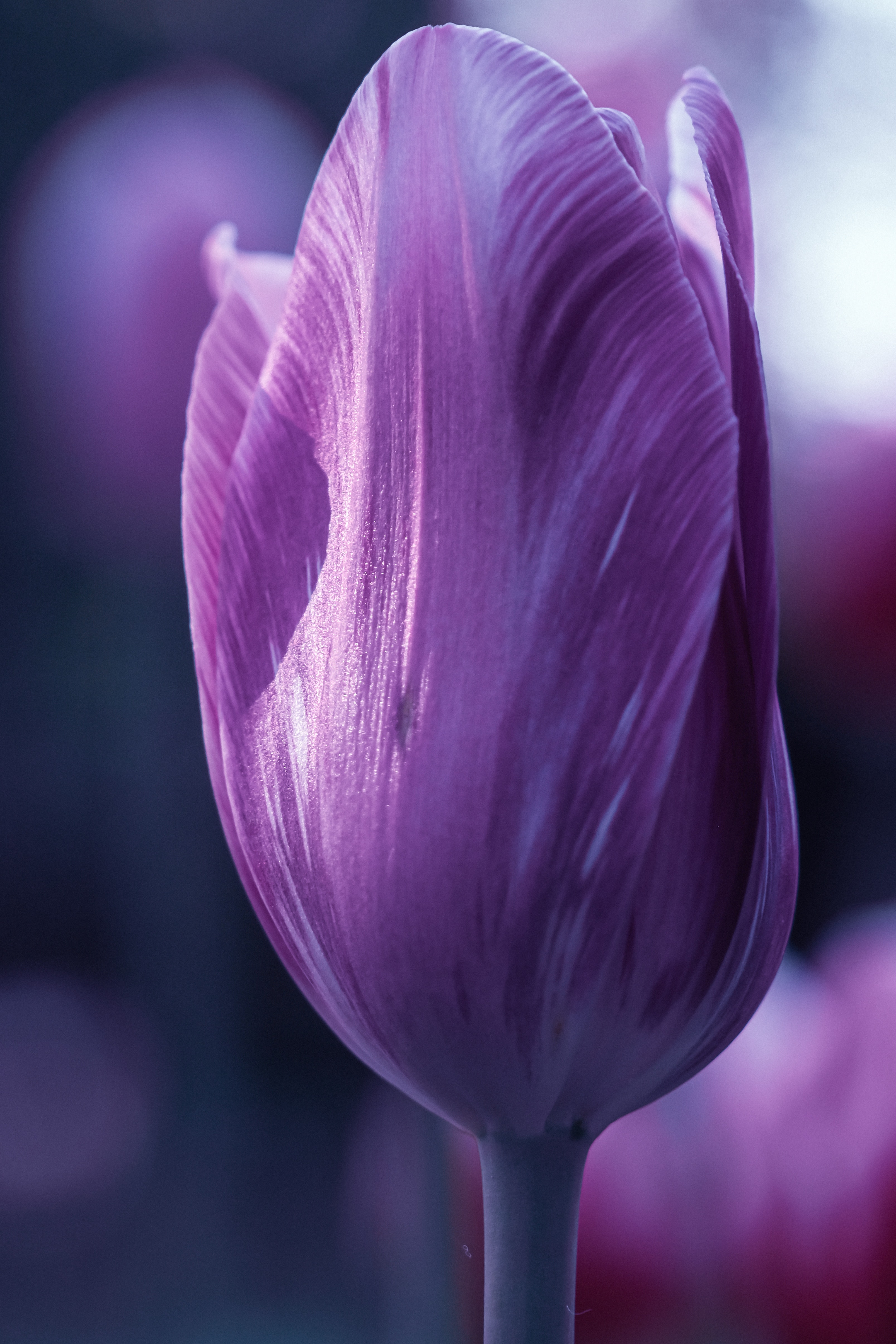 Purple Tulips Wallpapers