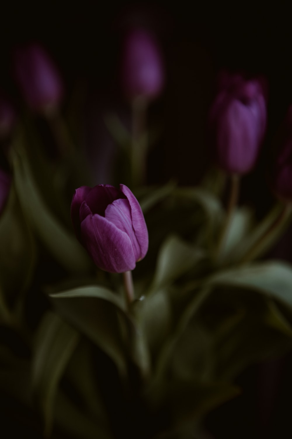 Purple Tulips Wallpapers
