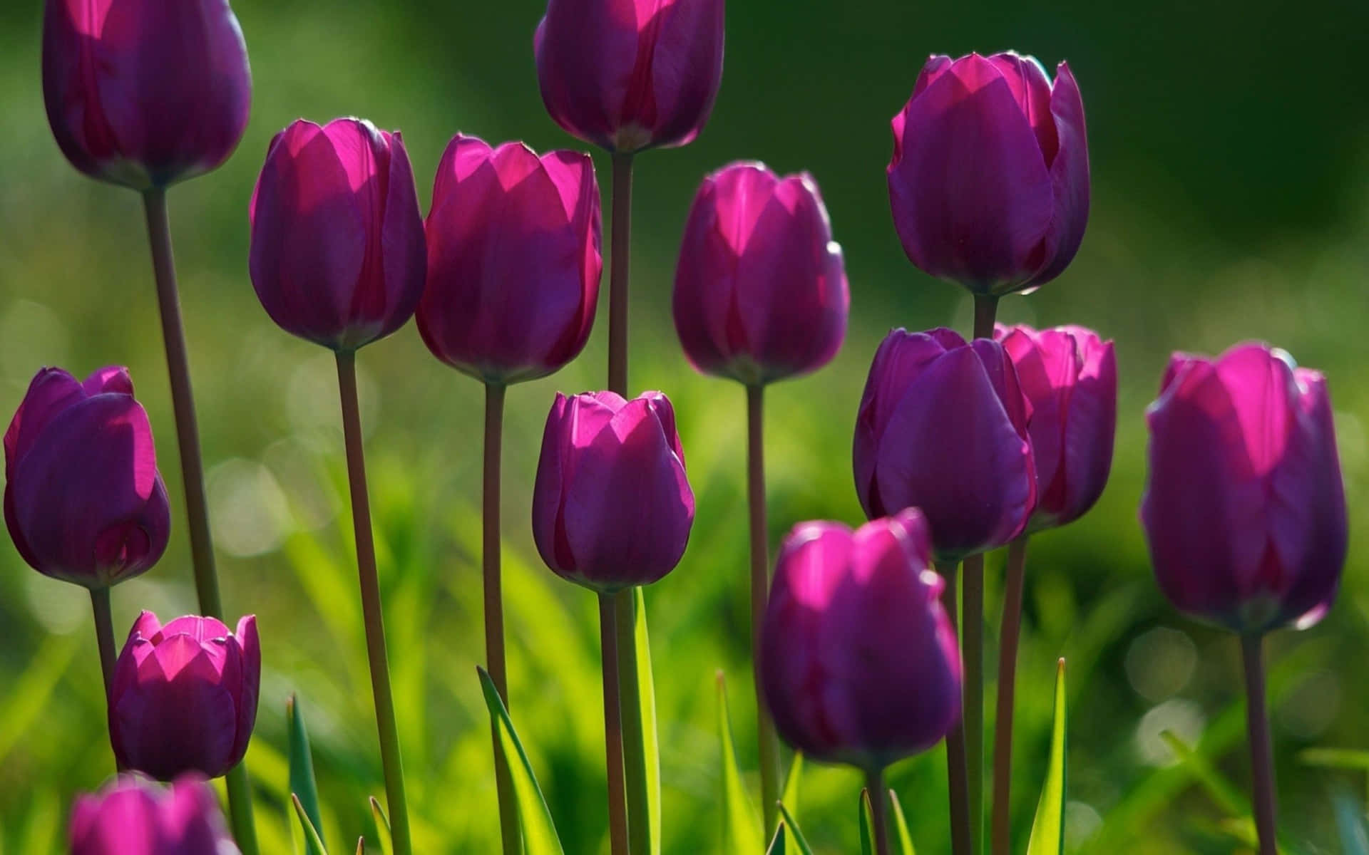 Purple Tulips Wallpapers