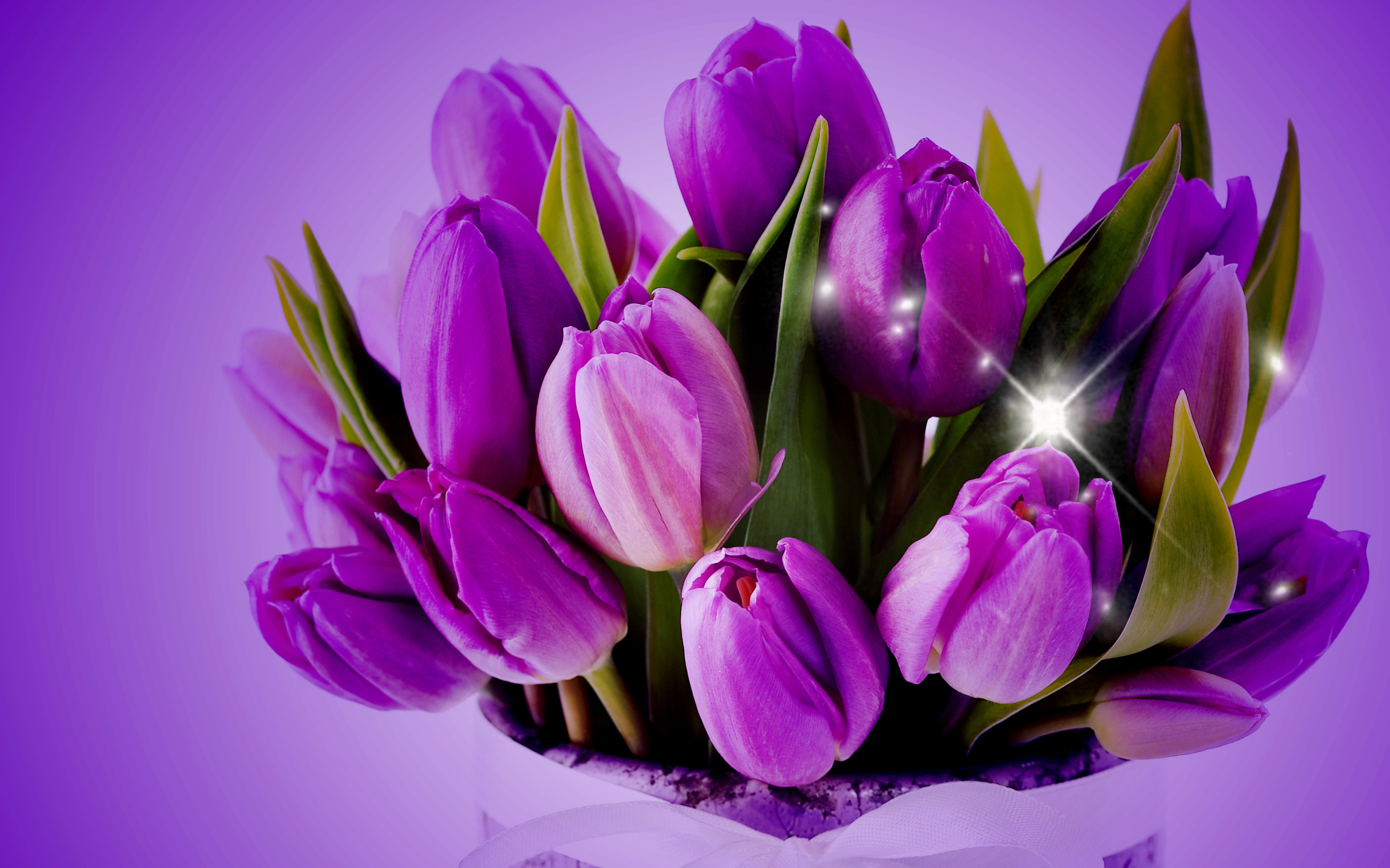 Purple Tulips Wallpapers