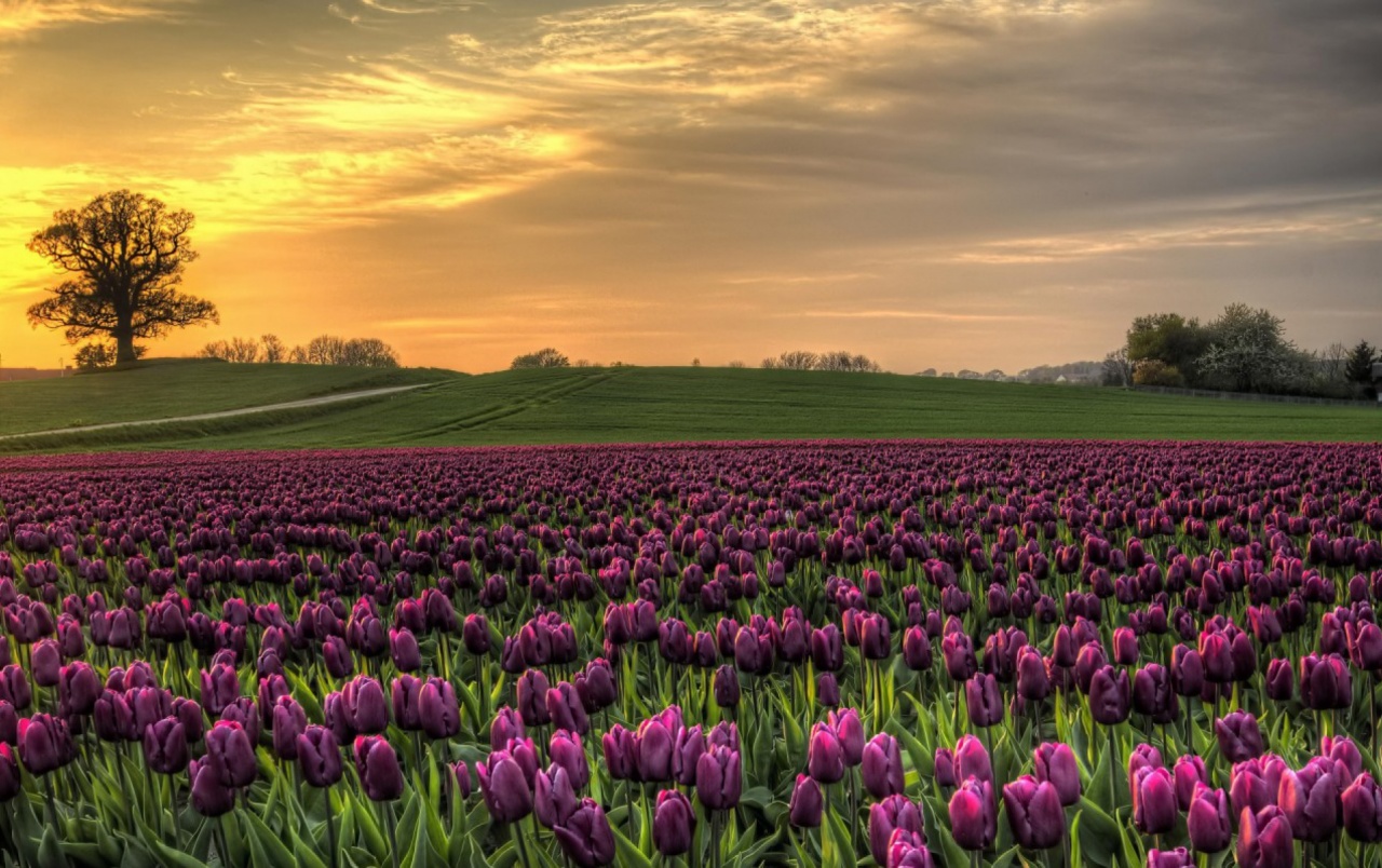 Purple Tulips Wallpapers