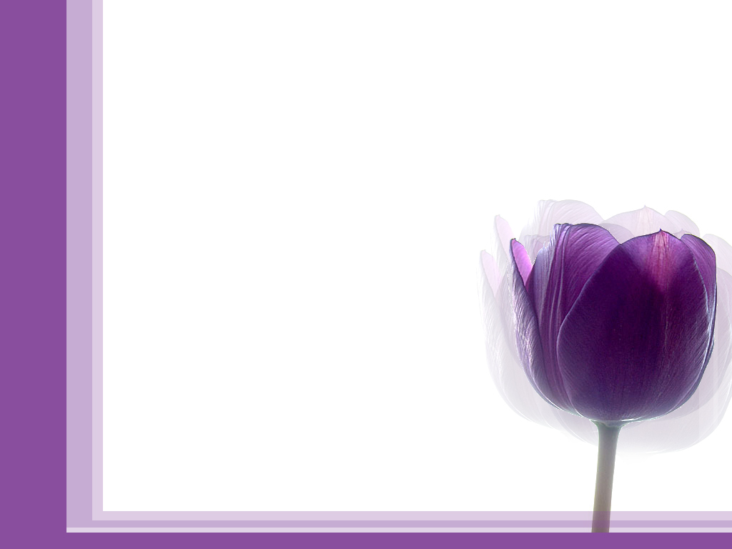 Purple Tulips Wallpapers