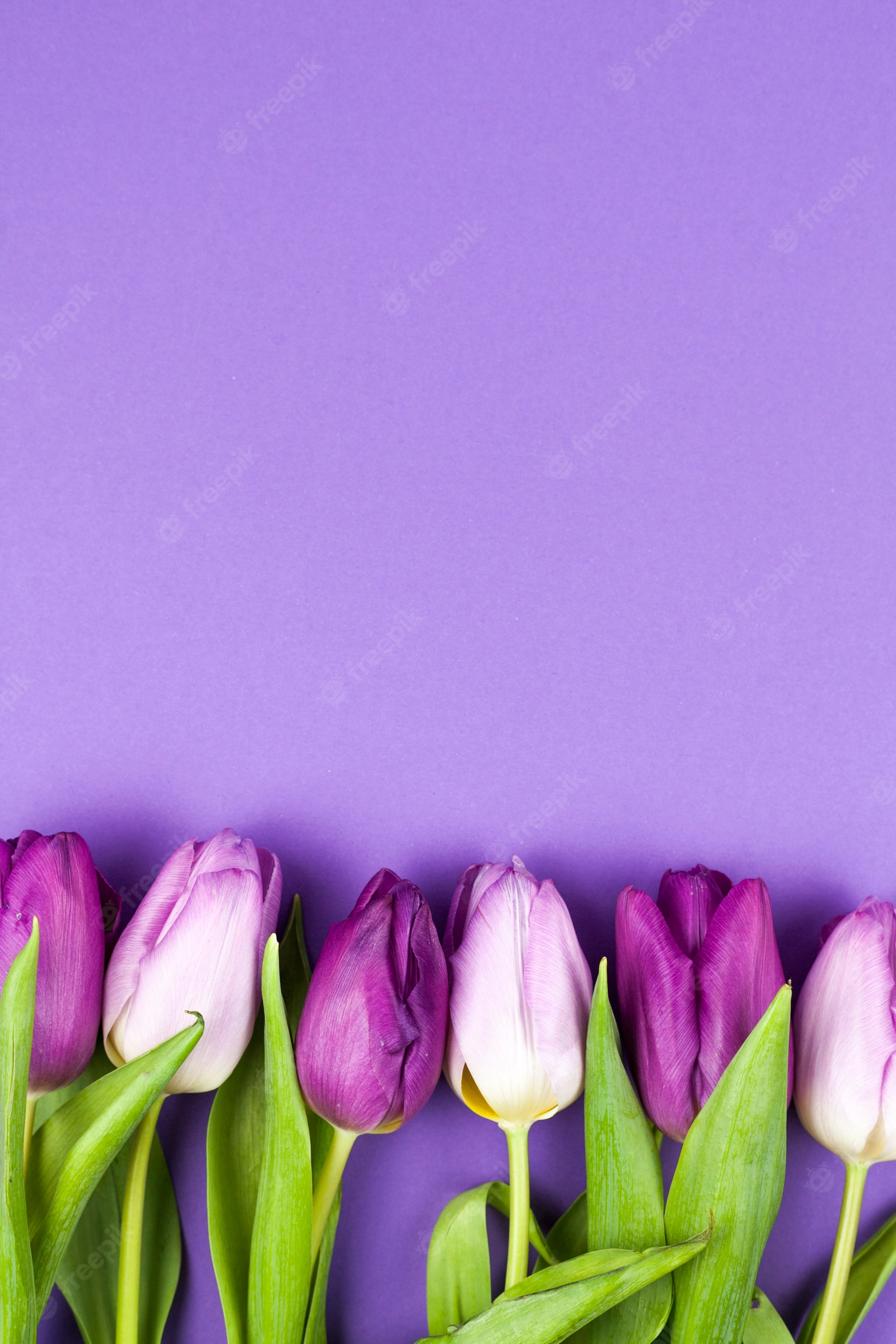 Purple Tulips Wallpapers