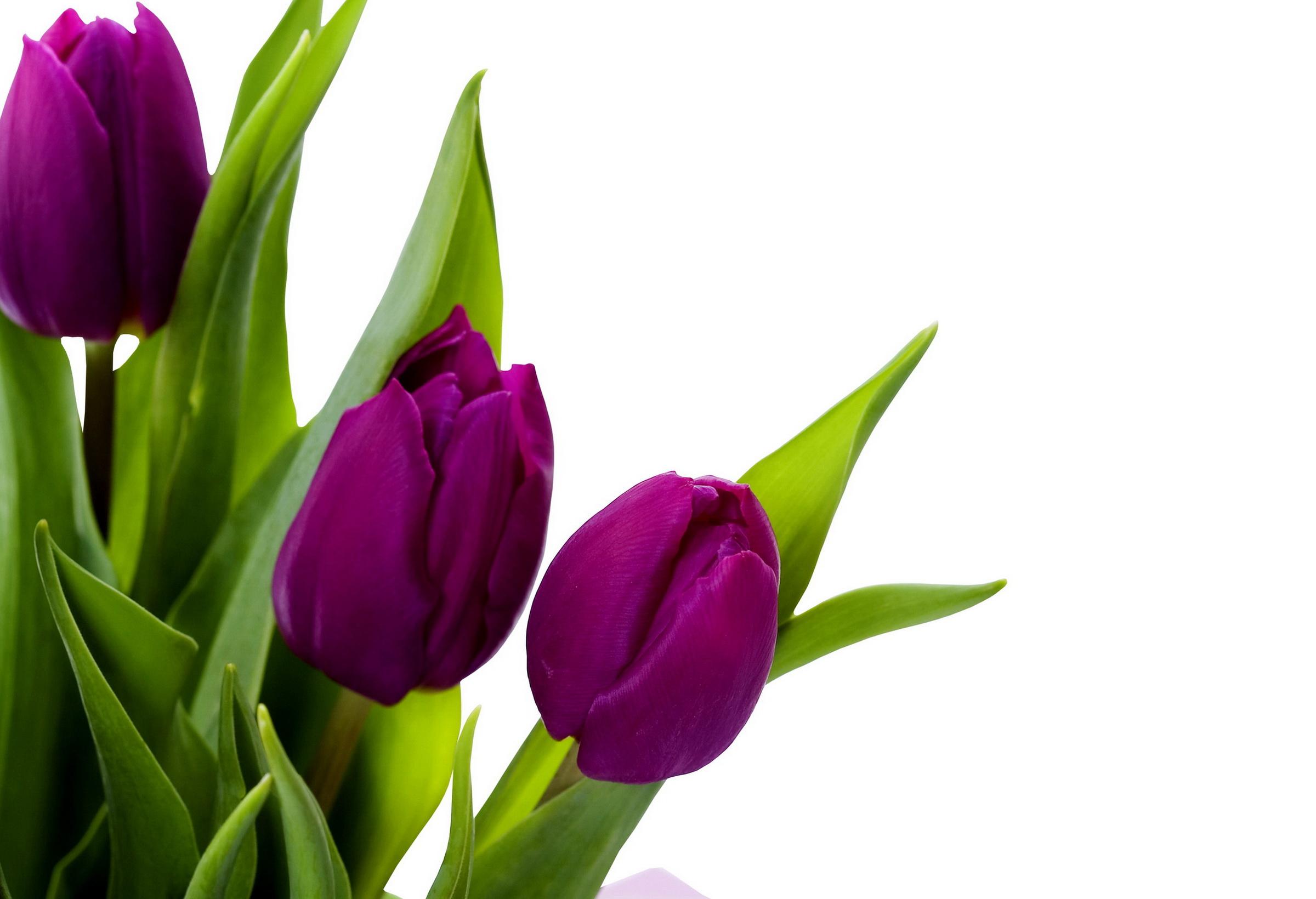 Purple Tulips Wallpapers