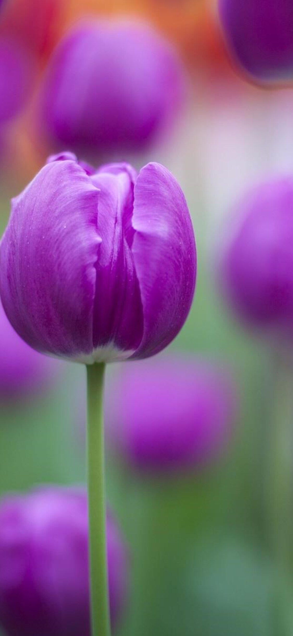 Purple Tulips Wallpapers