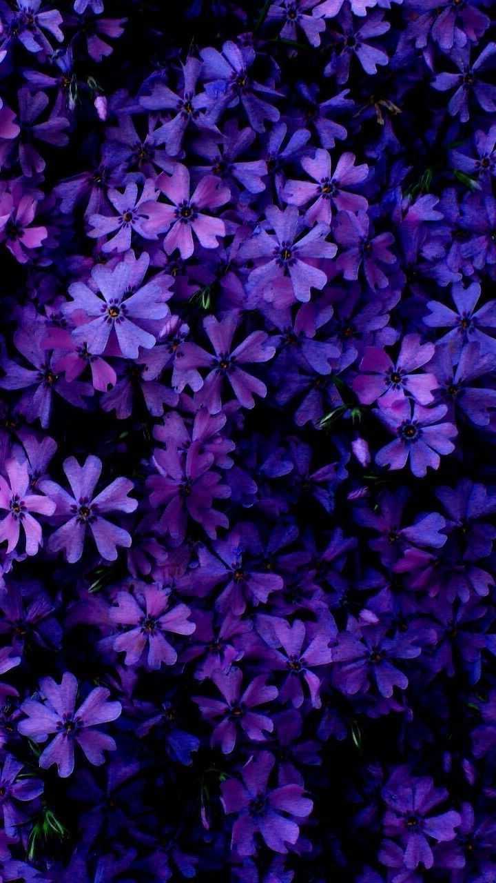 Purple Wallpapers