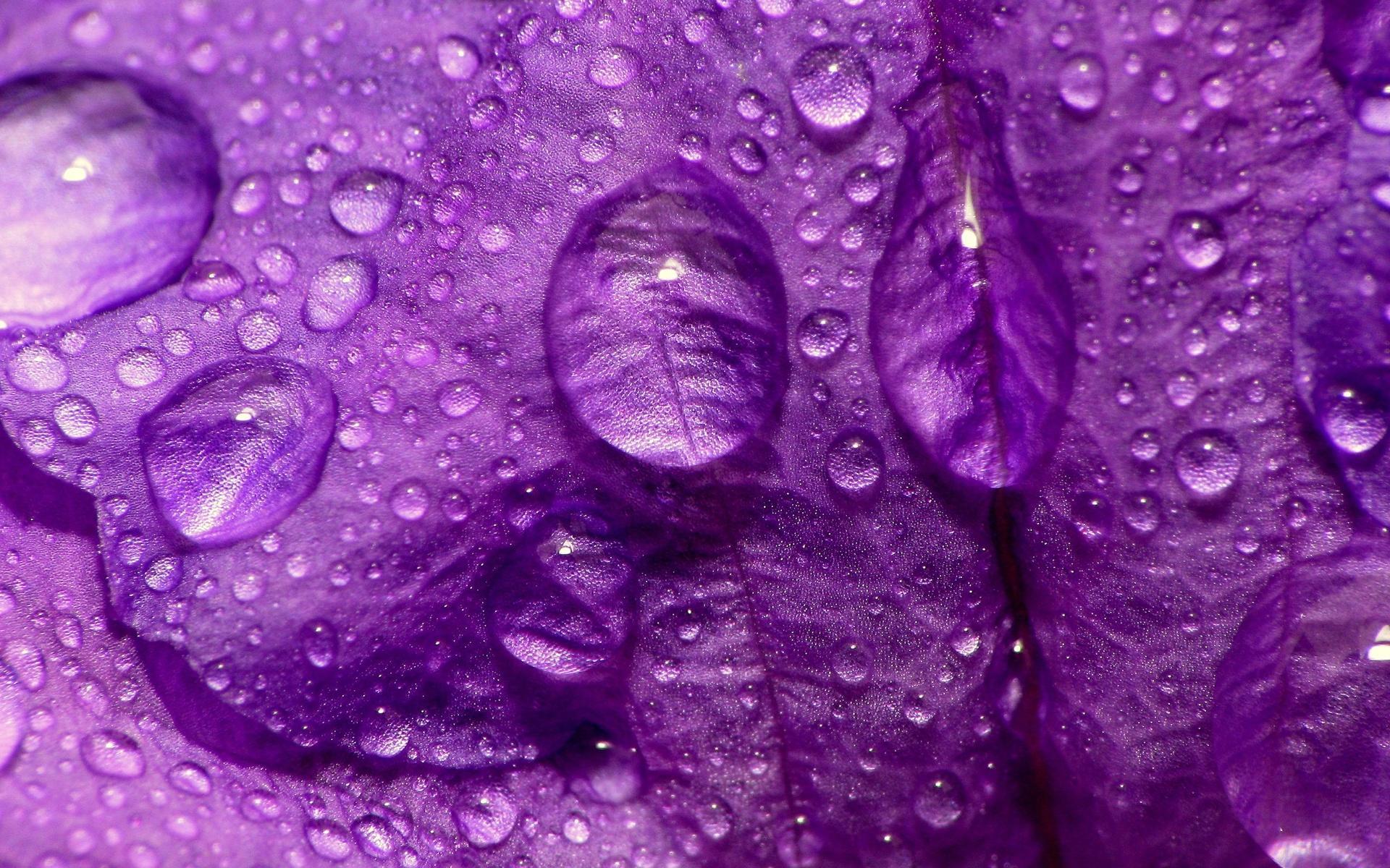 Purple Wallpapers