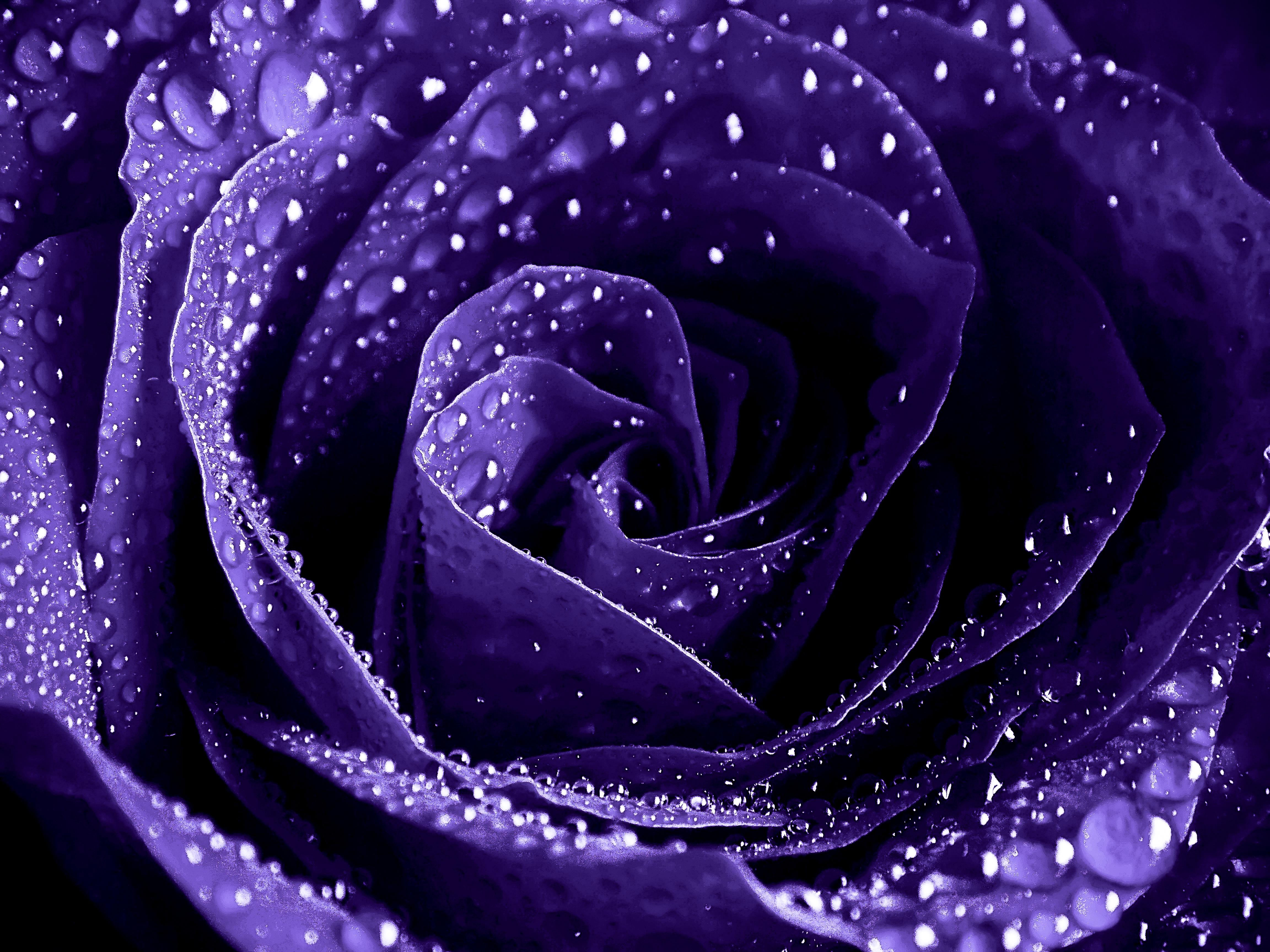 Purple Water Wallpapers