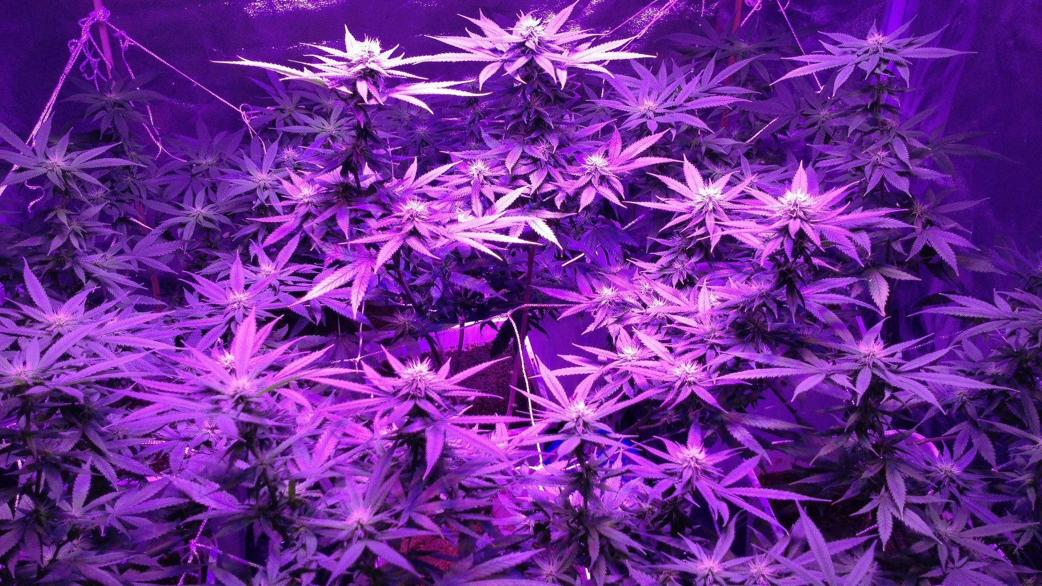 Purple Weed Background