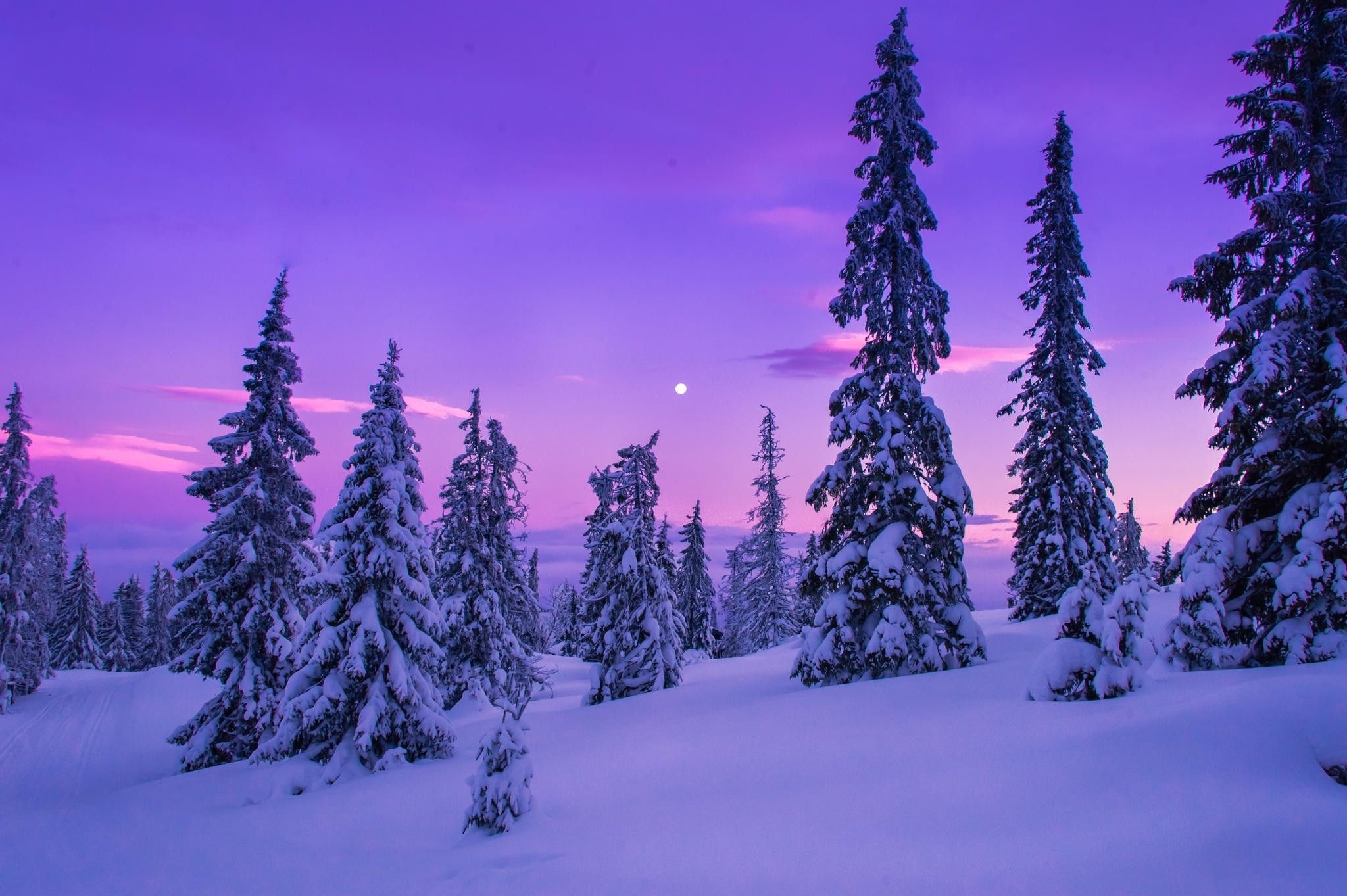 Purple Winter Background