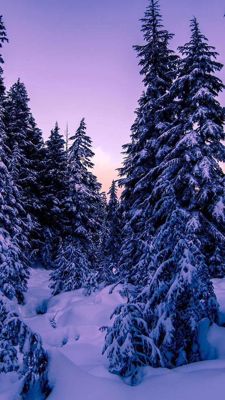 Purple Winter Background