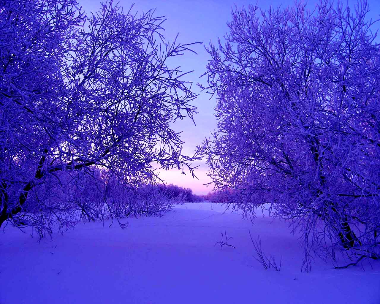 Purple Winter Background