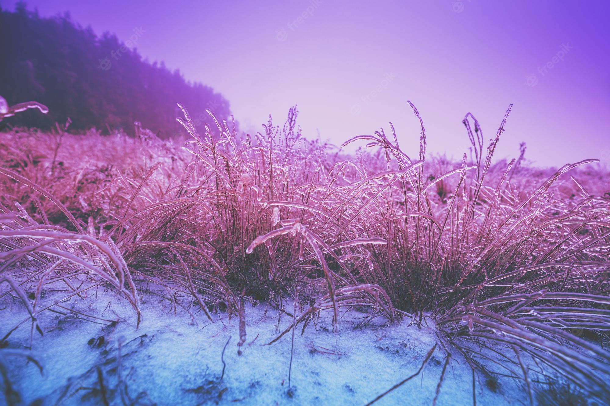 Purple Winter Background