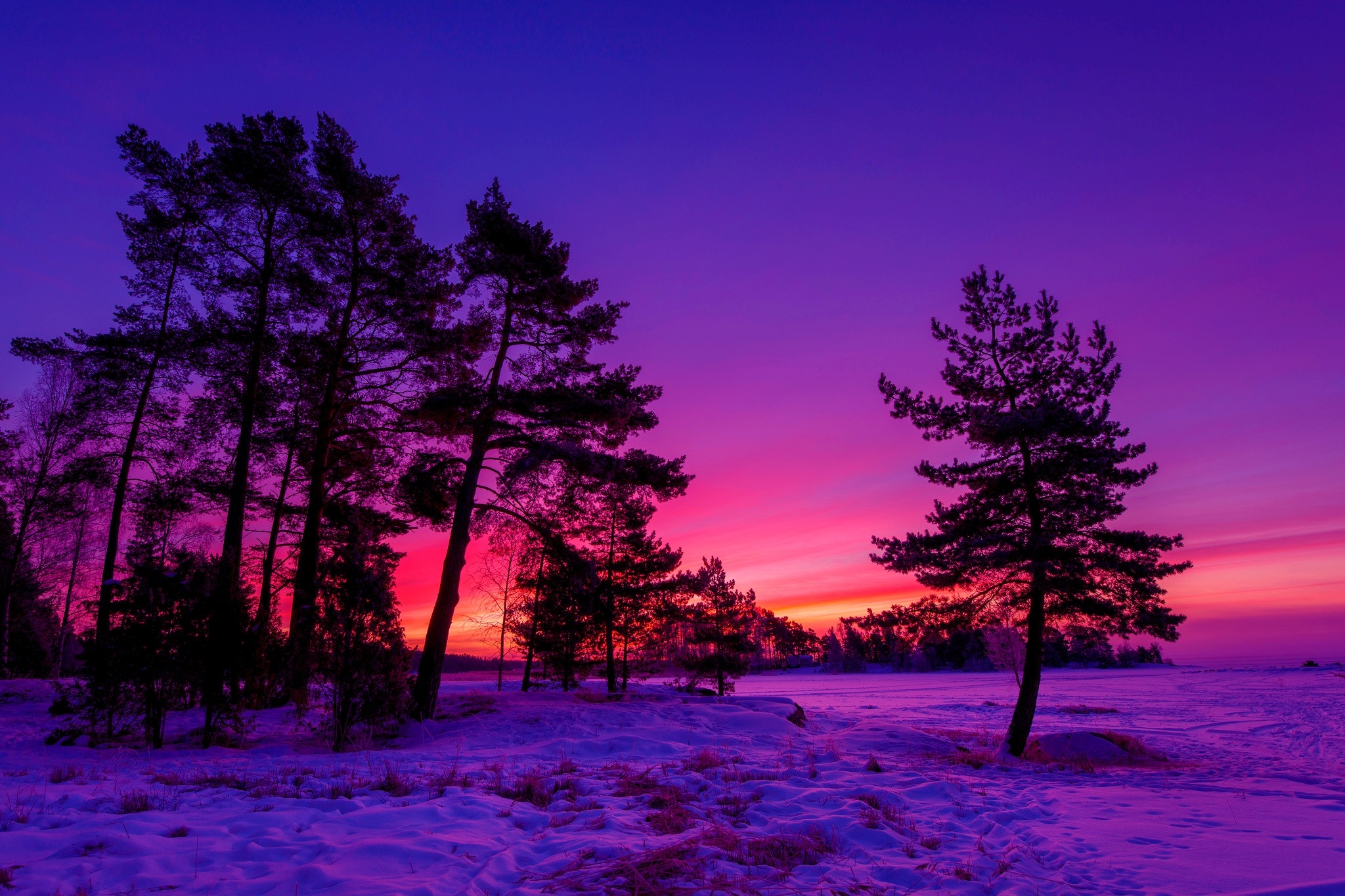 Purple Winter Background