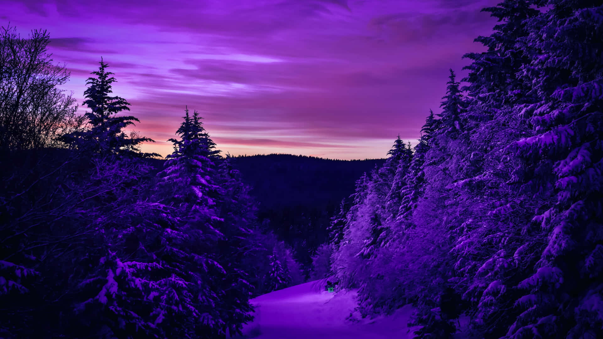 Purple Winter Forest Wallpapers