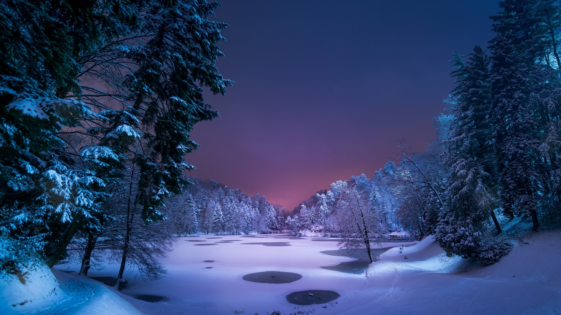 Purple Winter Forest Wallpapers