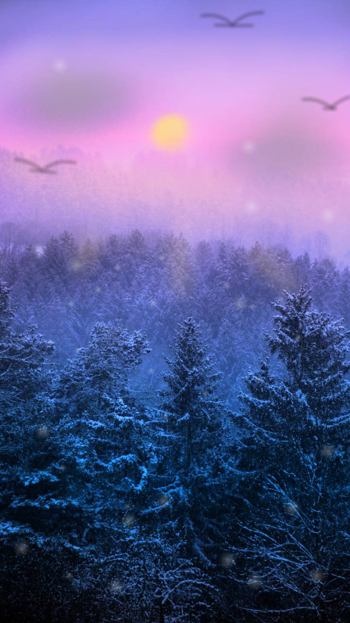 Purple Winter Forest Wallpapers