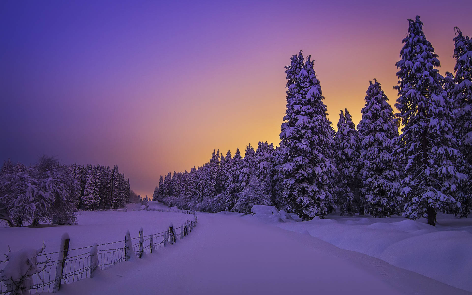 Purple Winter Forest Wallpapers