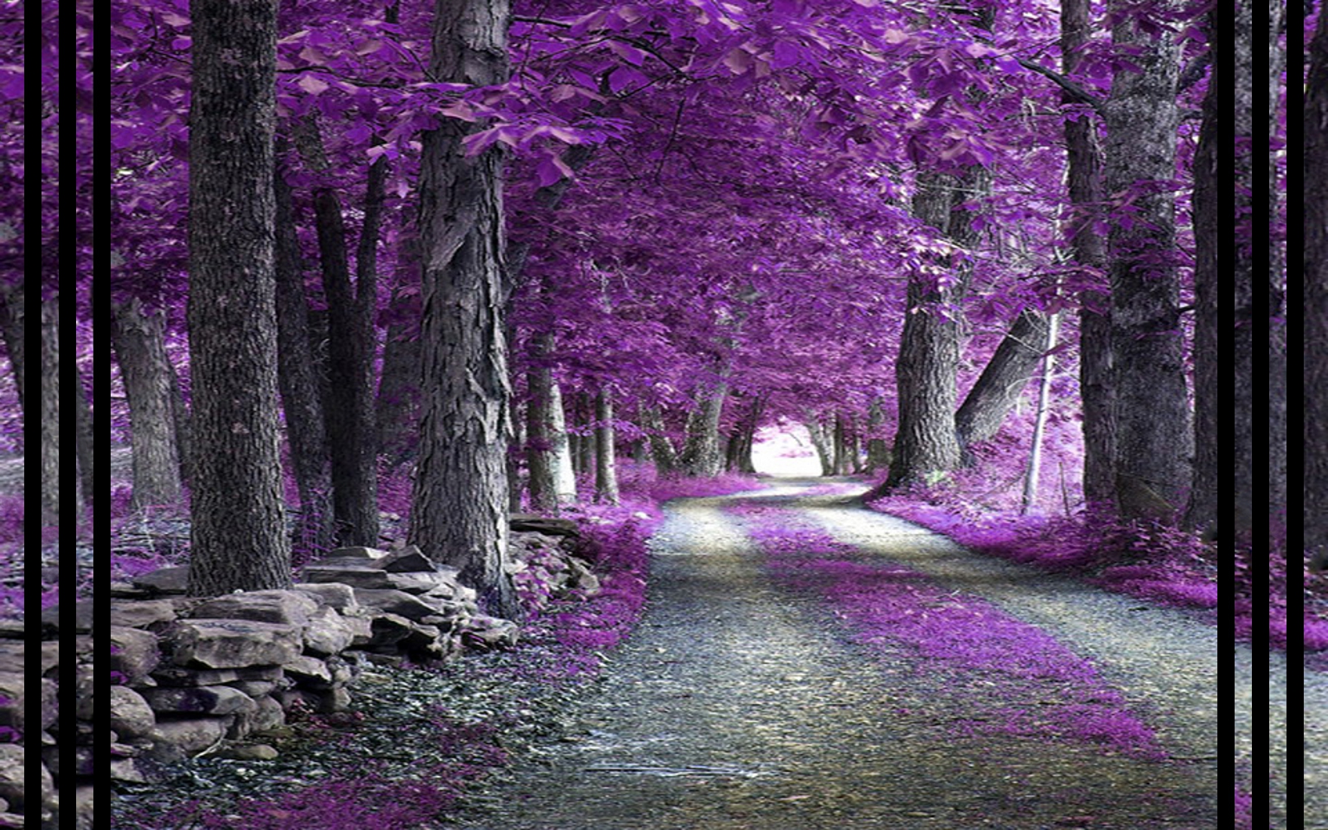 Purple Winter Forest Wallpapers