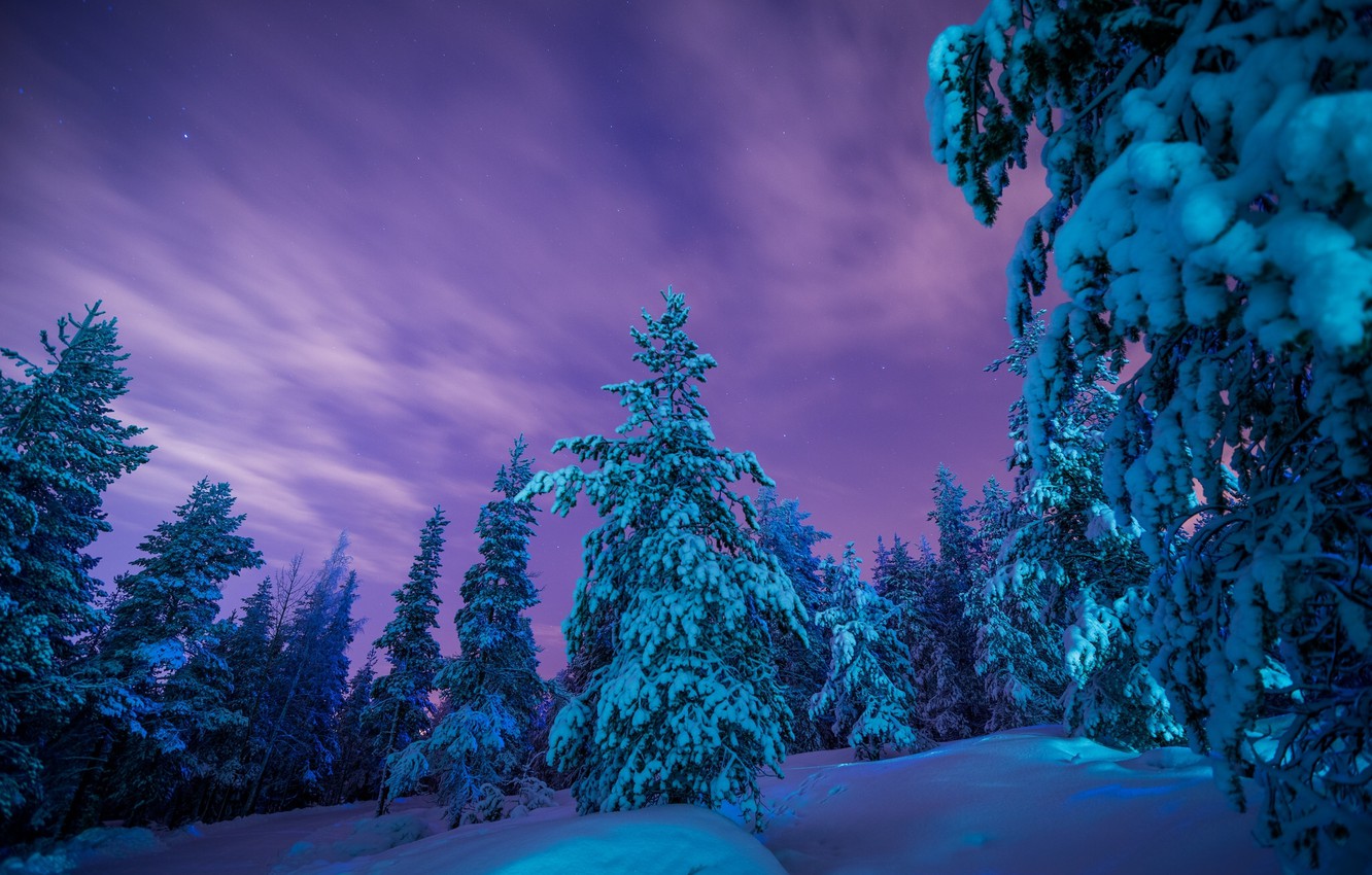 Purple Winter Forest Wallpapers